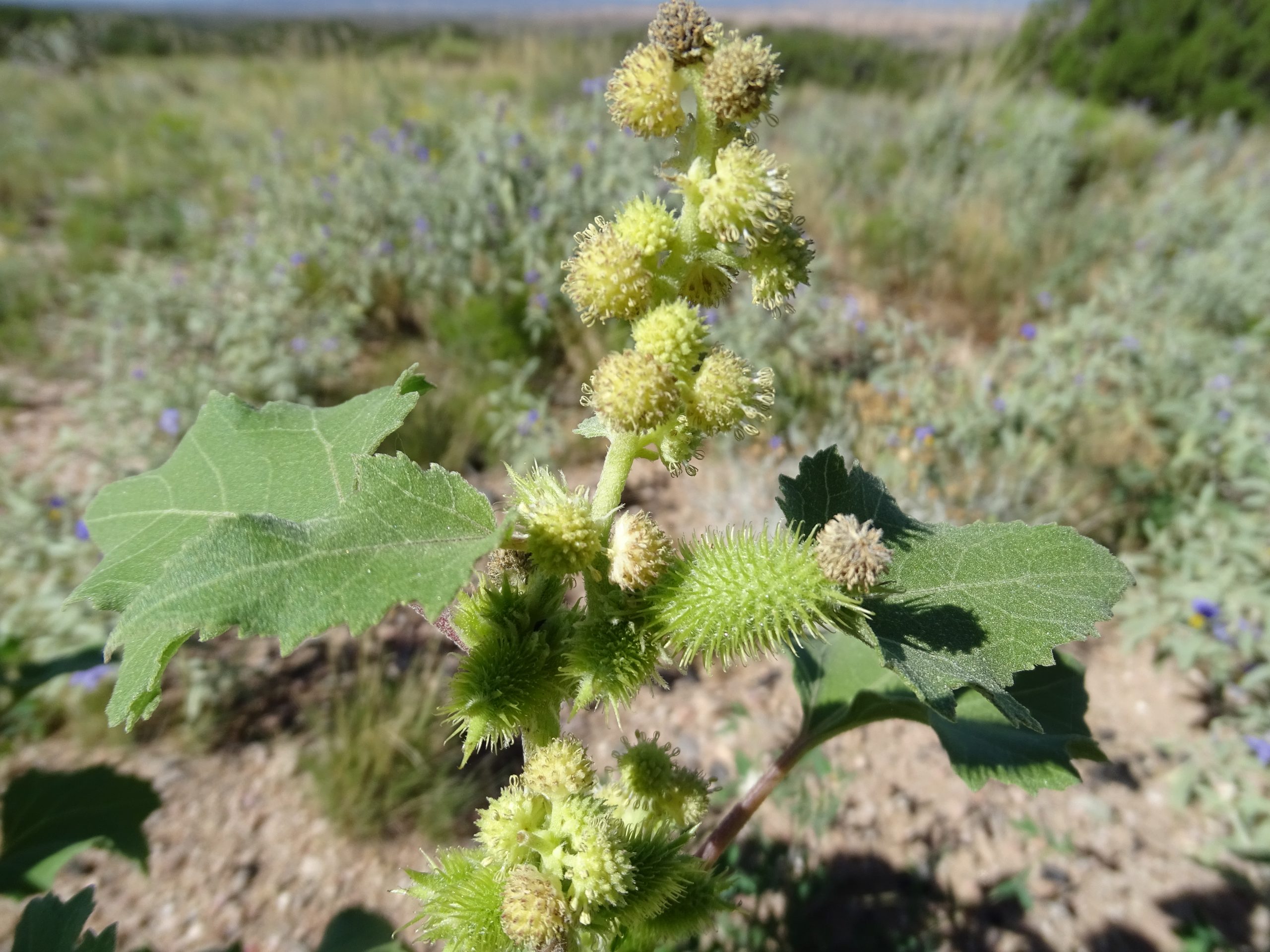 Xanthium strumarium