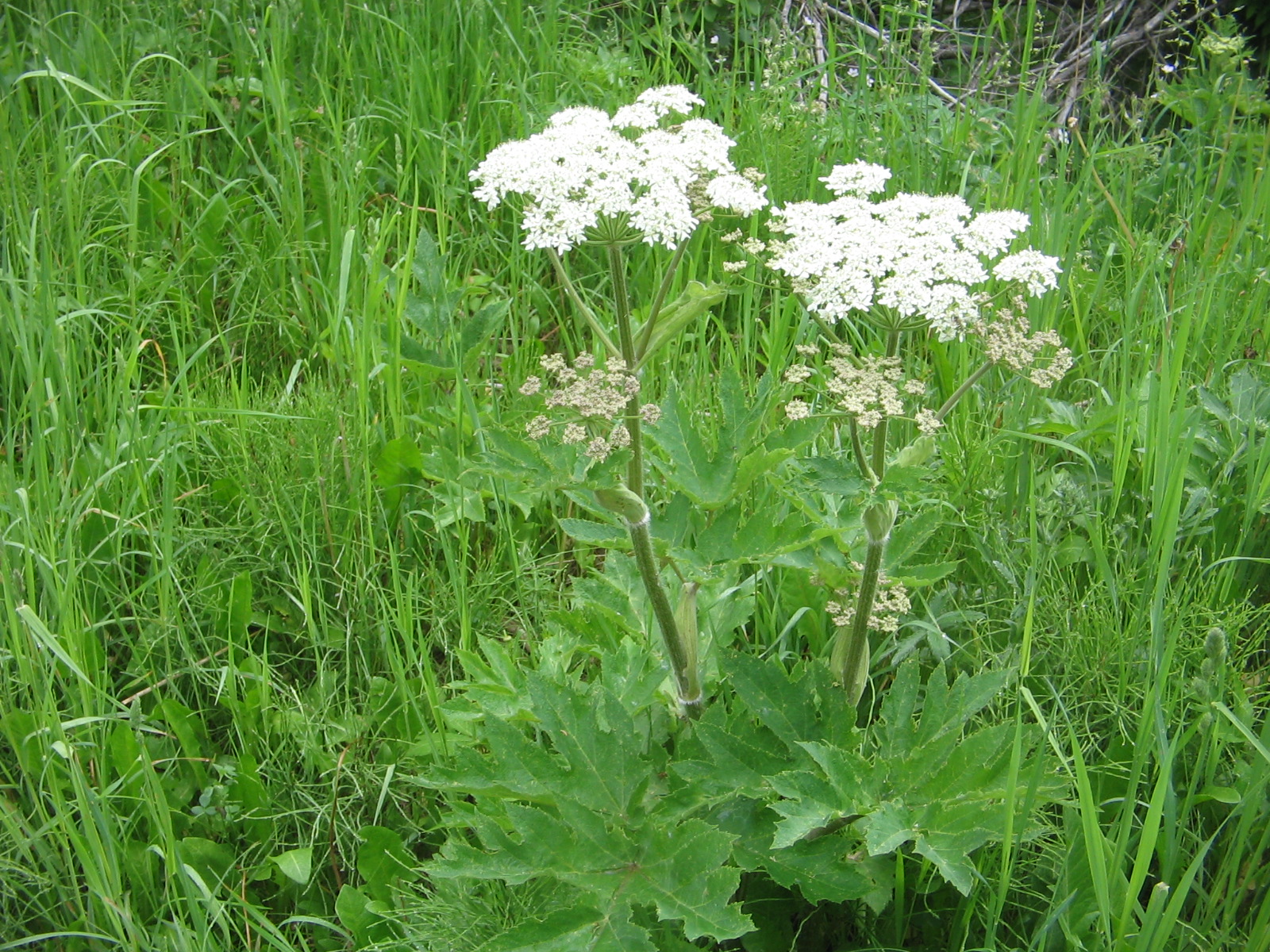 Heracleum maximum