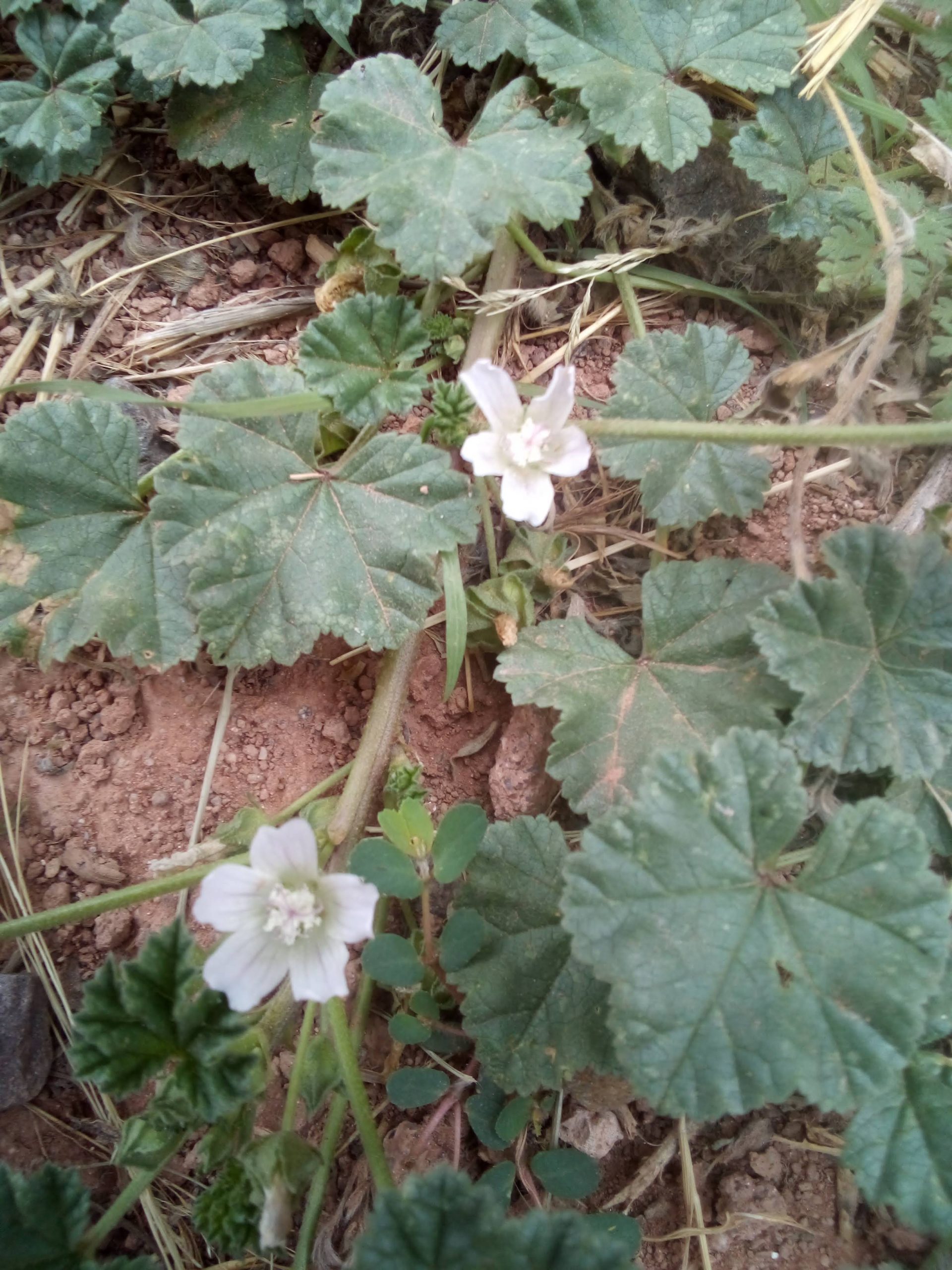 Malva neglecta