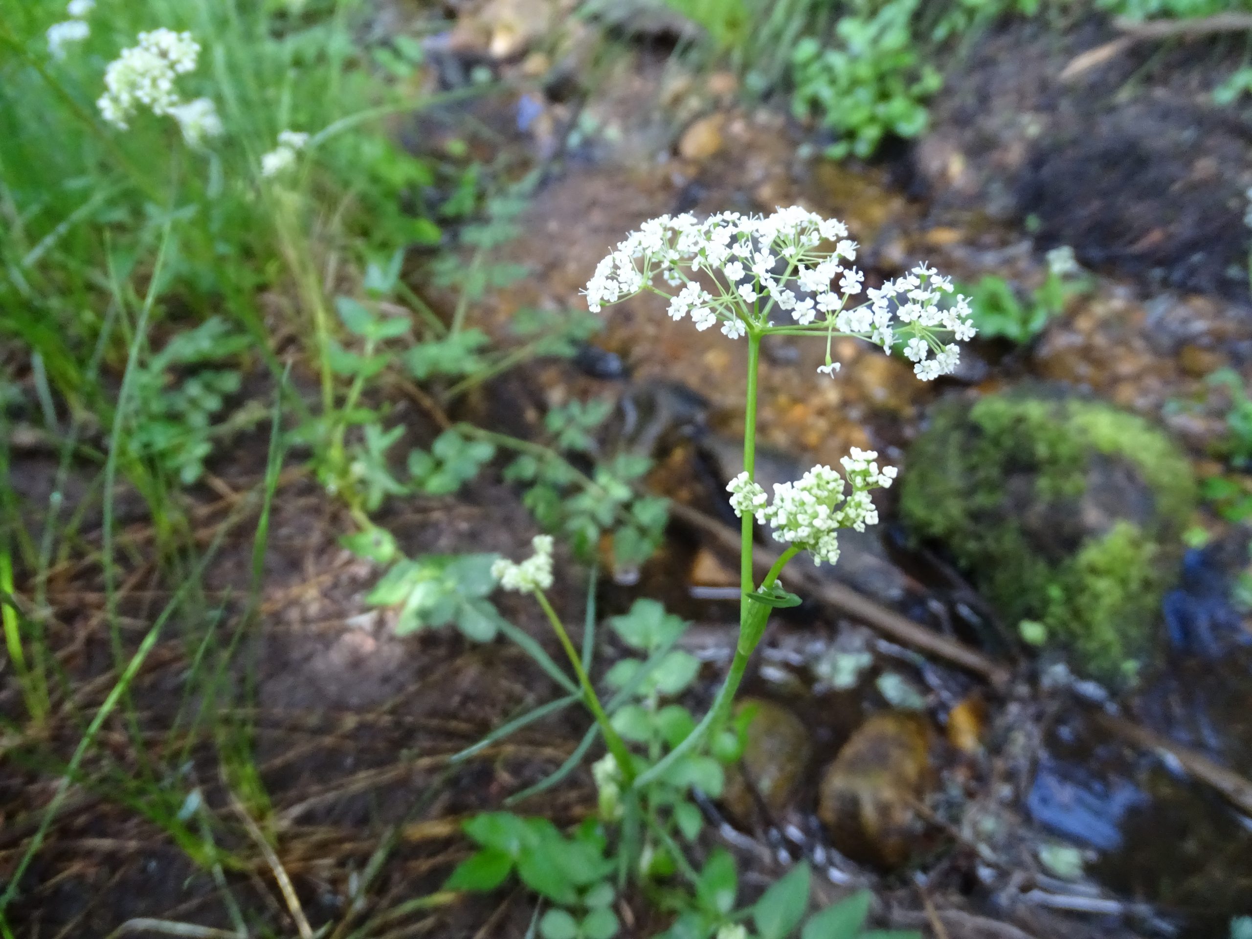 Oxypolis fendleri