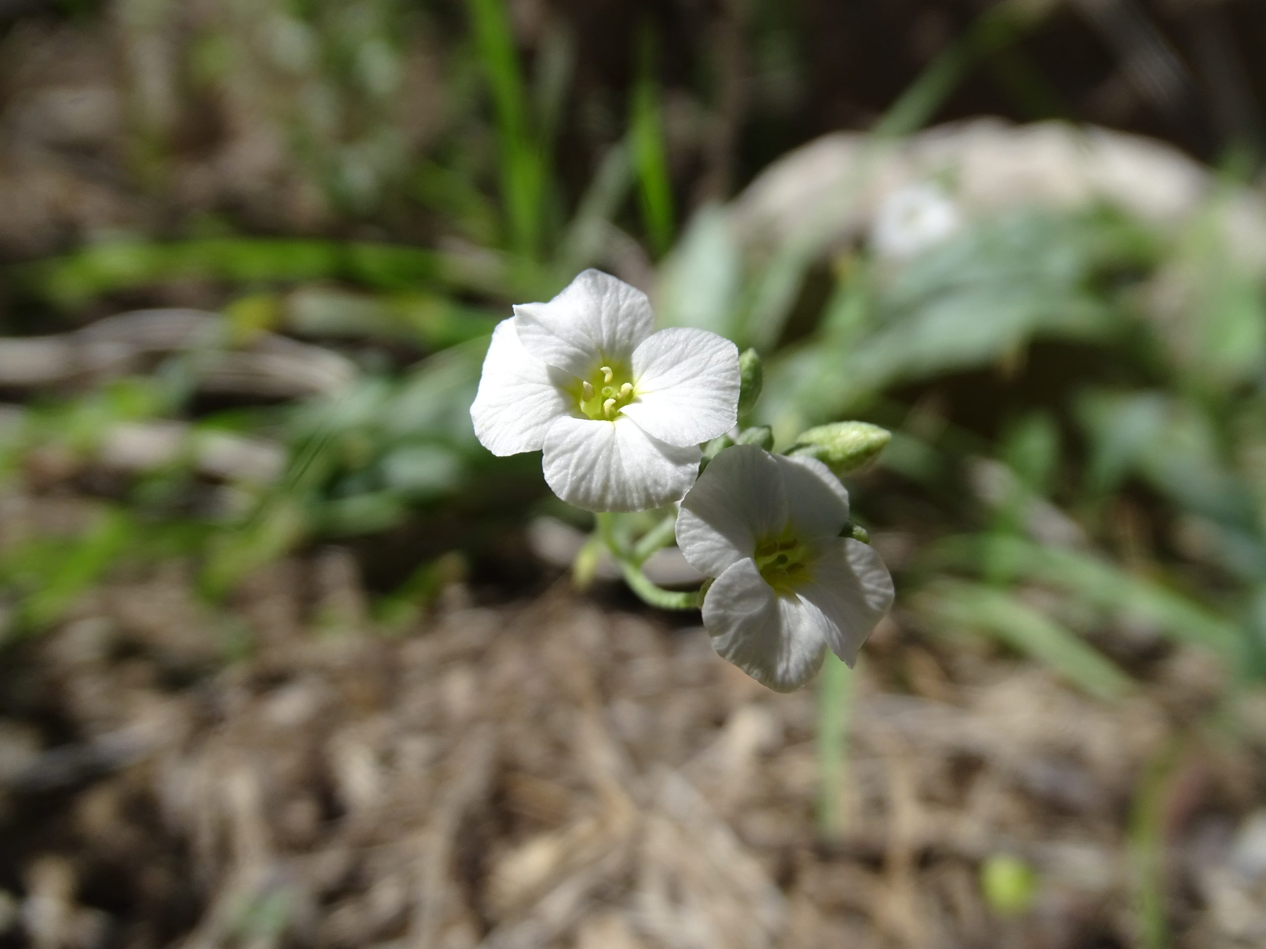 Physaria purpurea