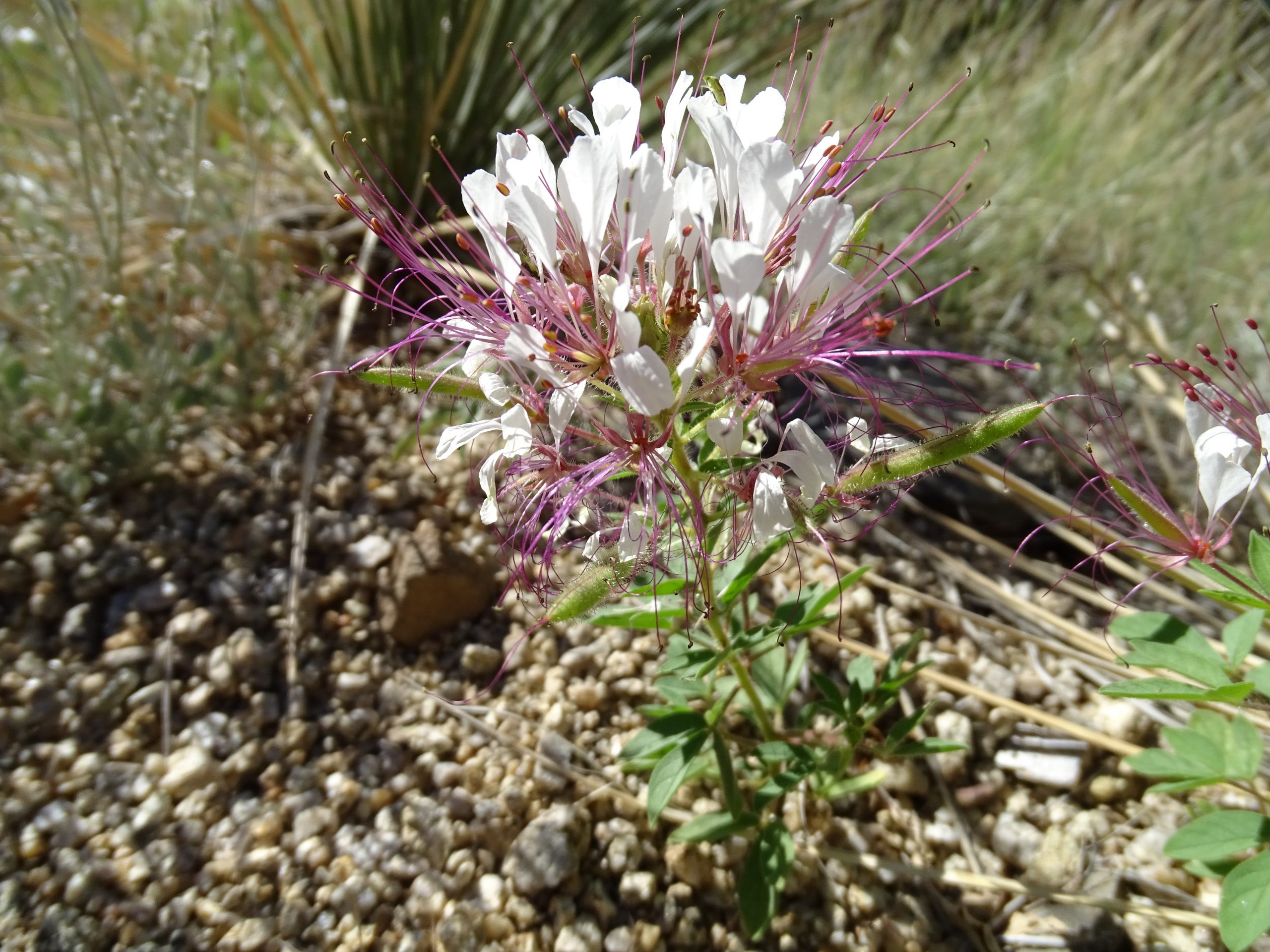 Polanisia dodecandra