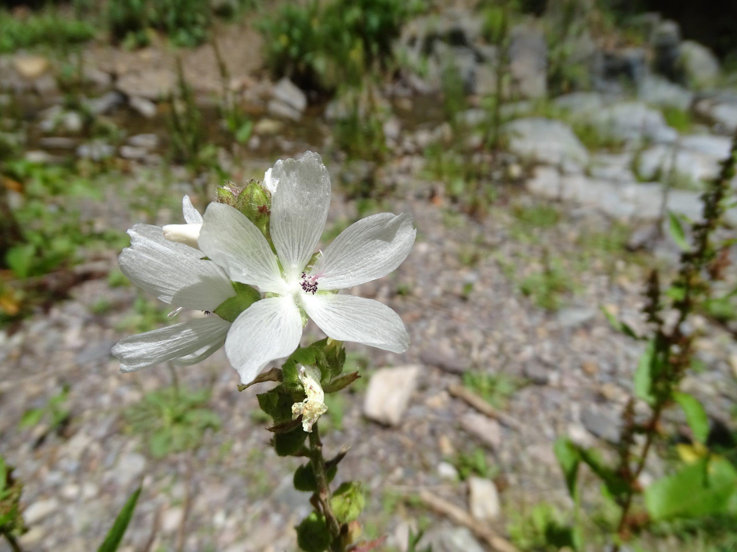 Sidalcea candida