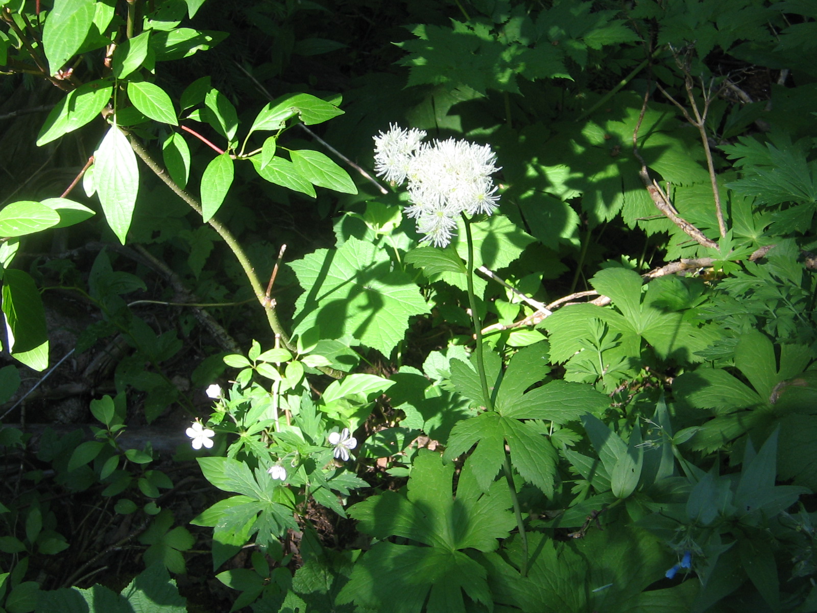 Trauvetteria caroliniensis