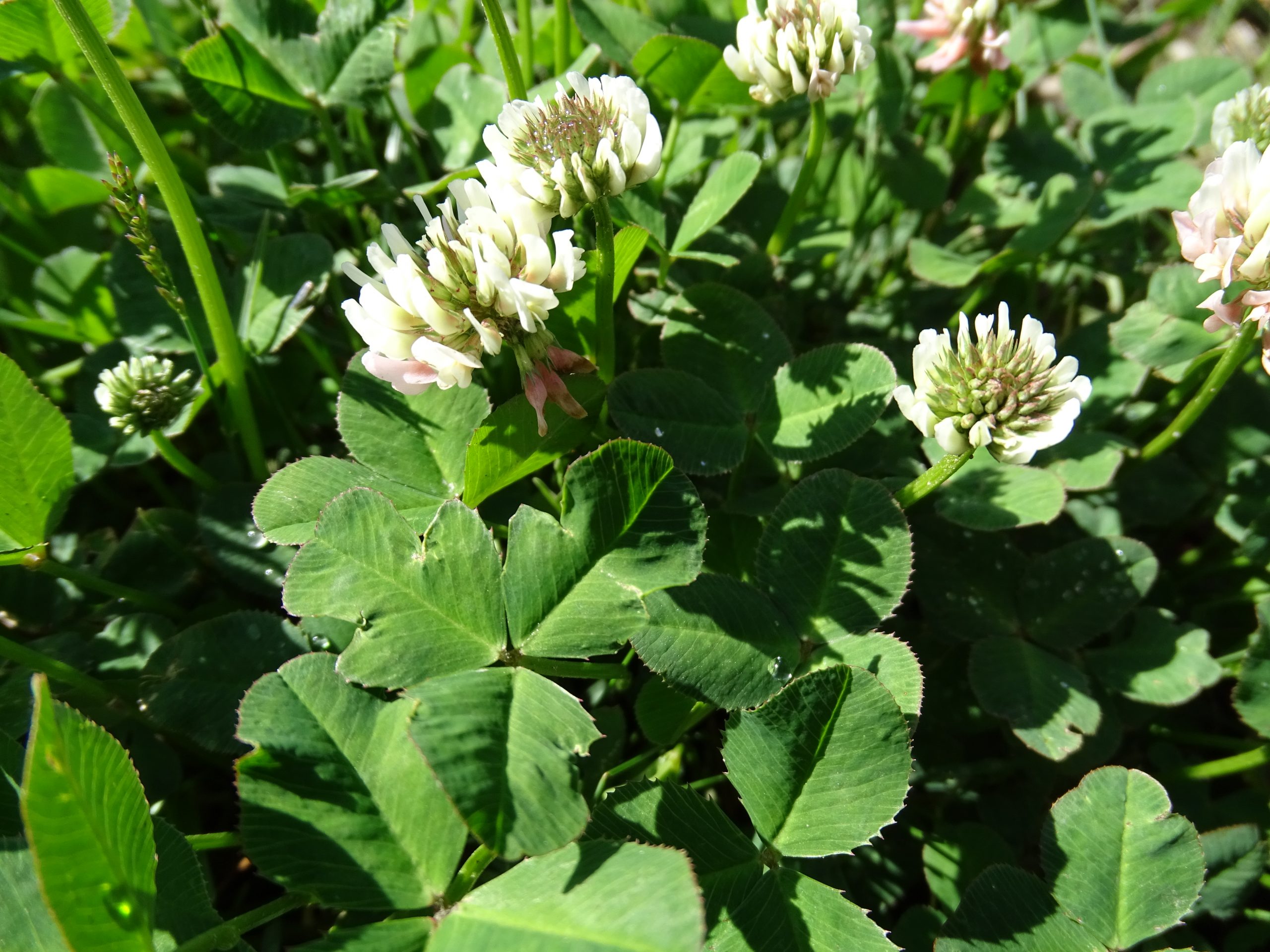 Trifolium repens