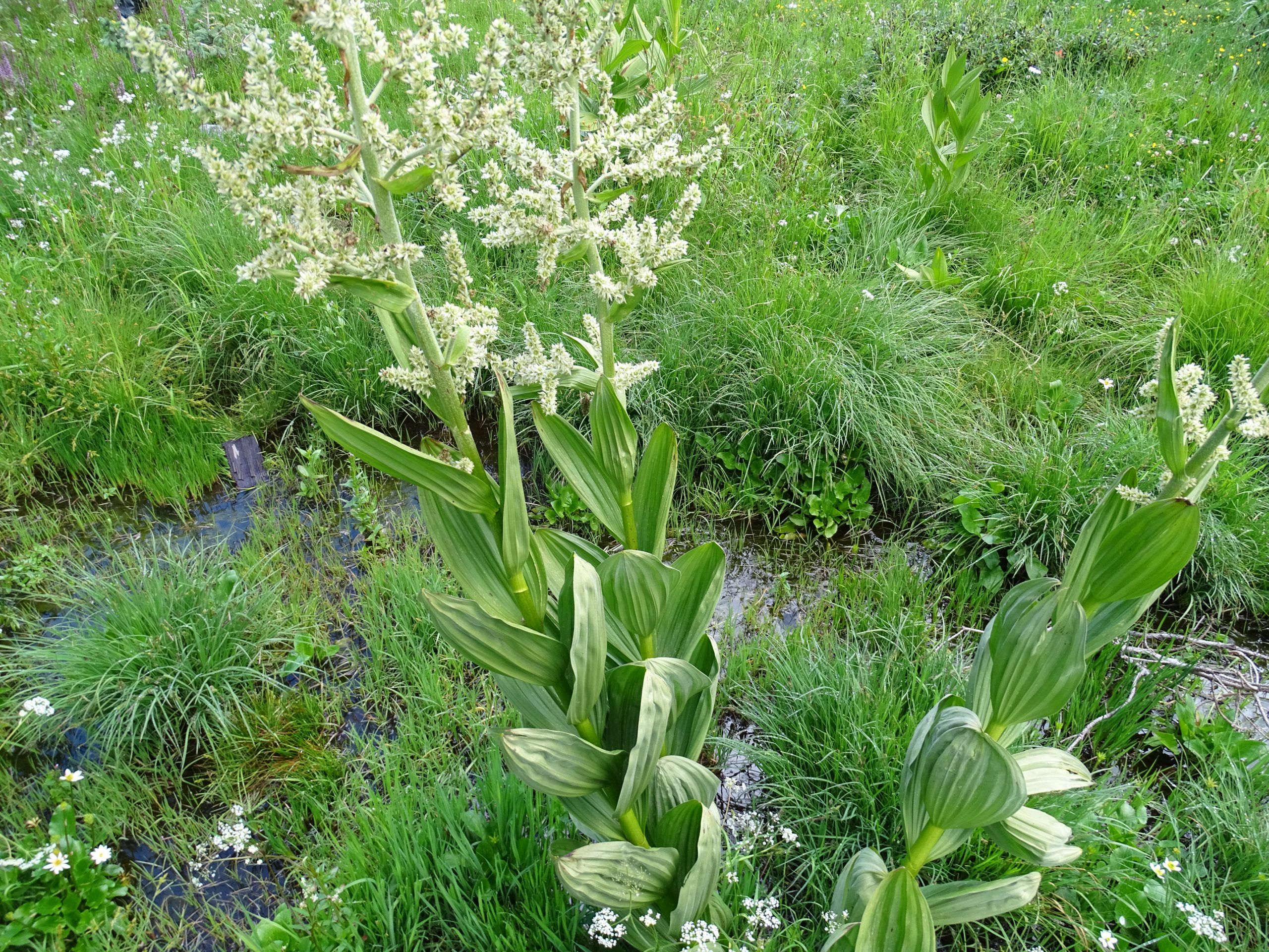 Veratrum californicum