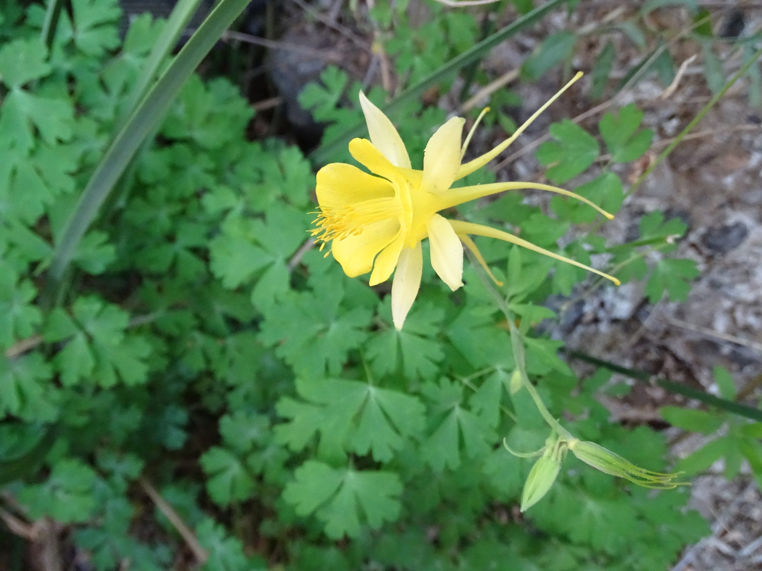 Aguilegia chrysantha