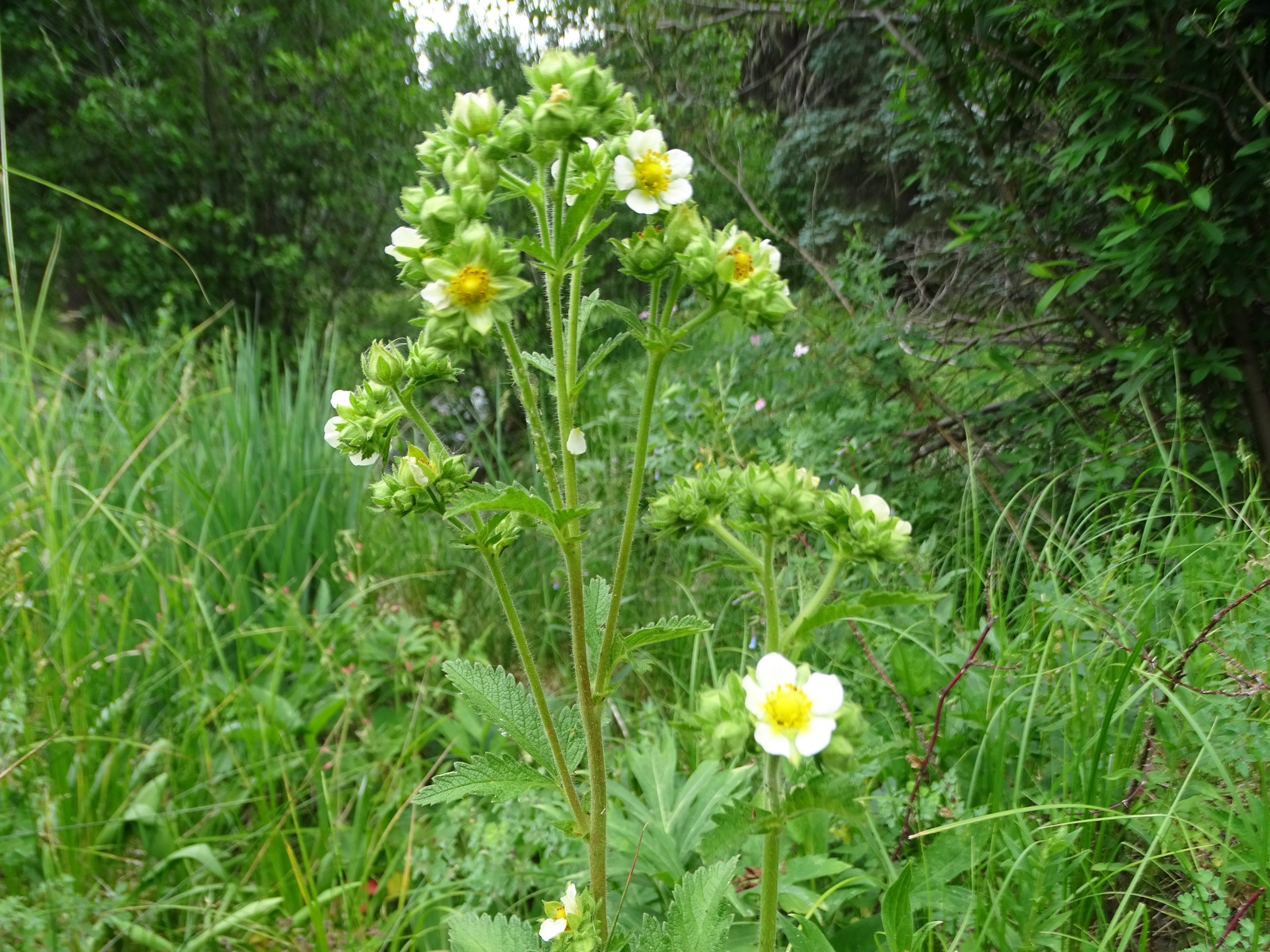 Drymocallis arguta