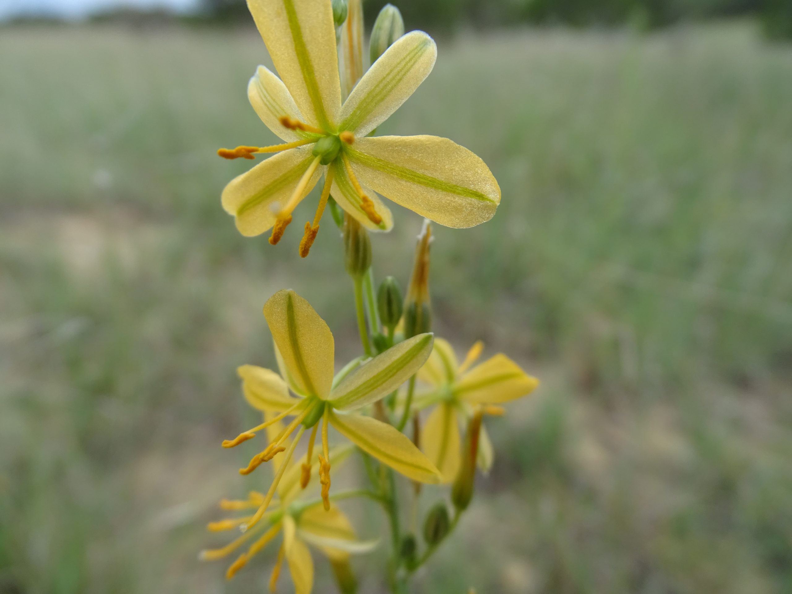 Echeandia flavascens