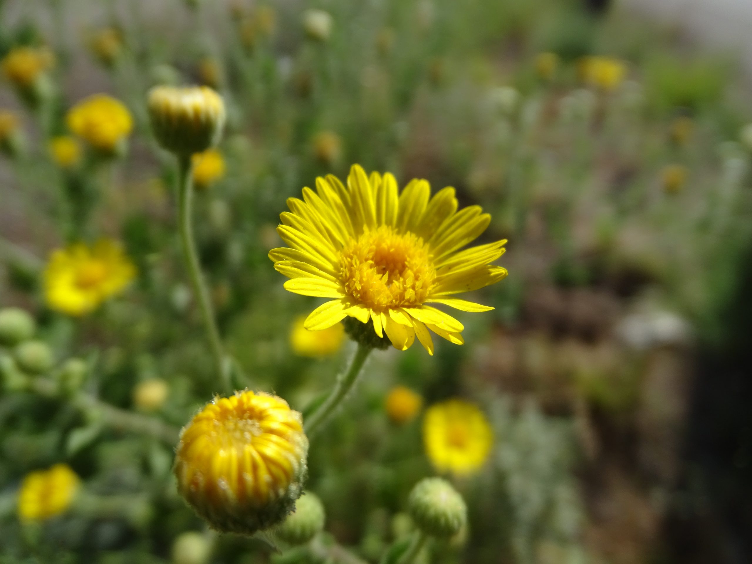 Heterotheca subaxillaris