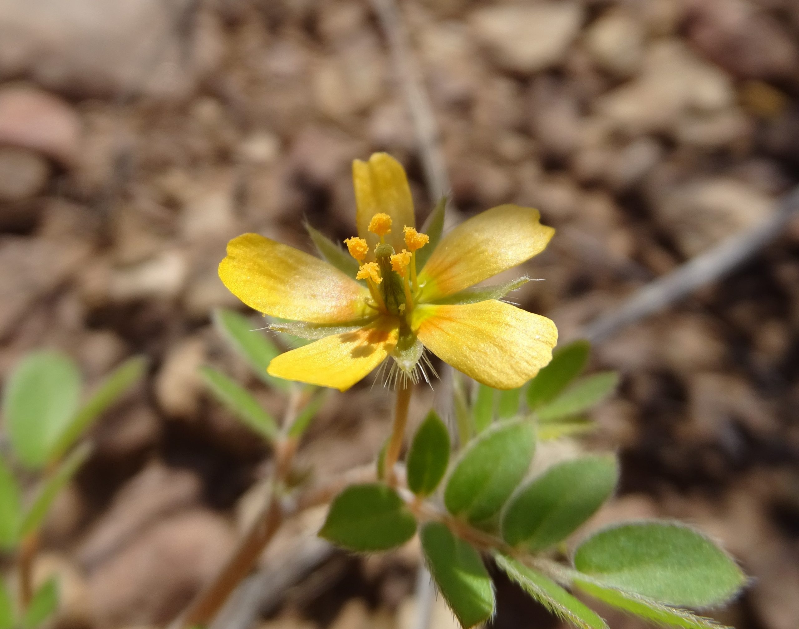 Kallstroemia parviflora