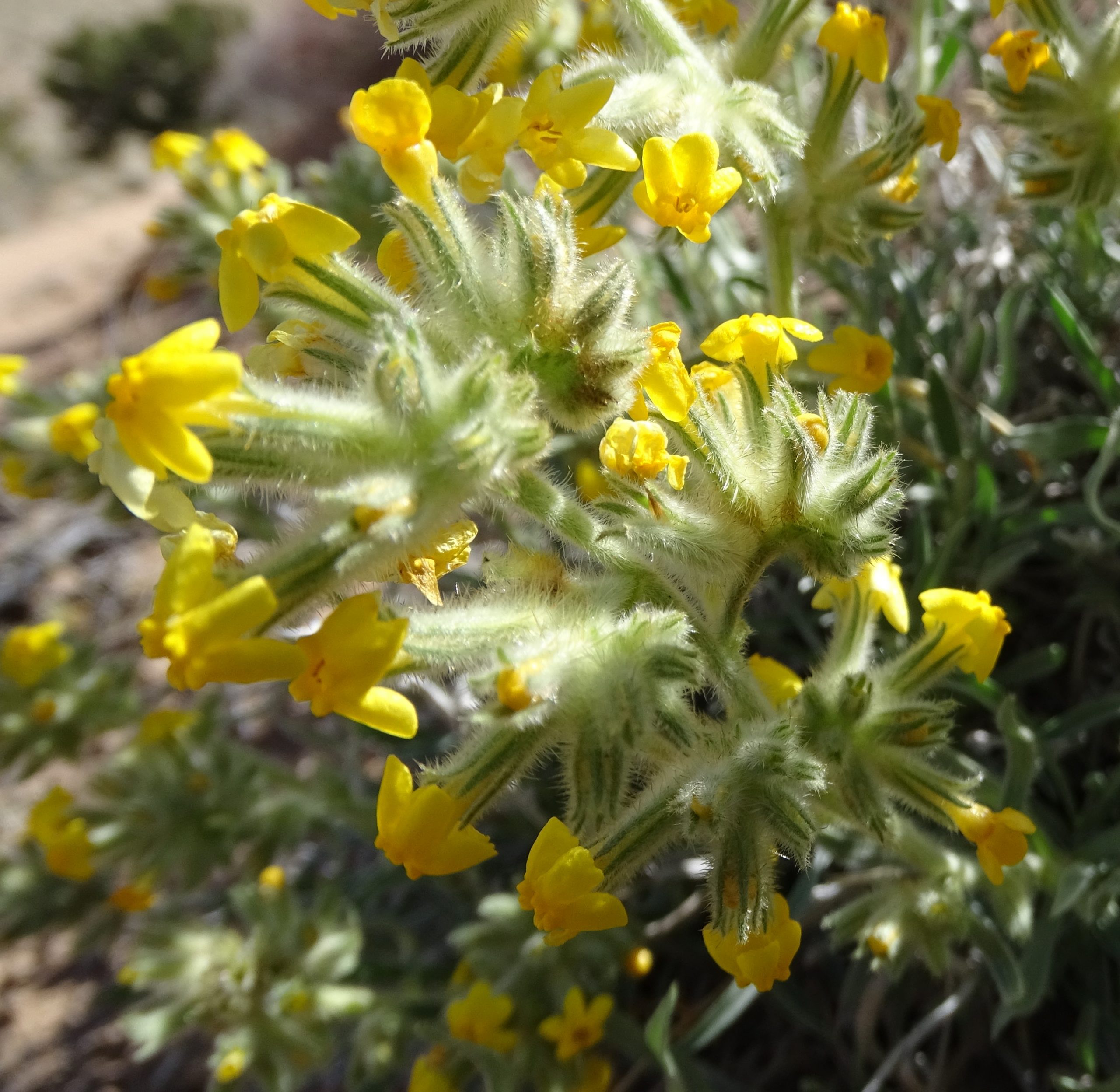 Oreocarya flava