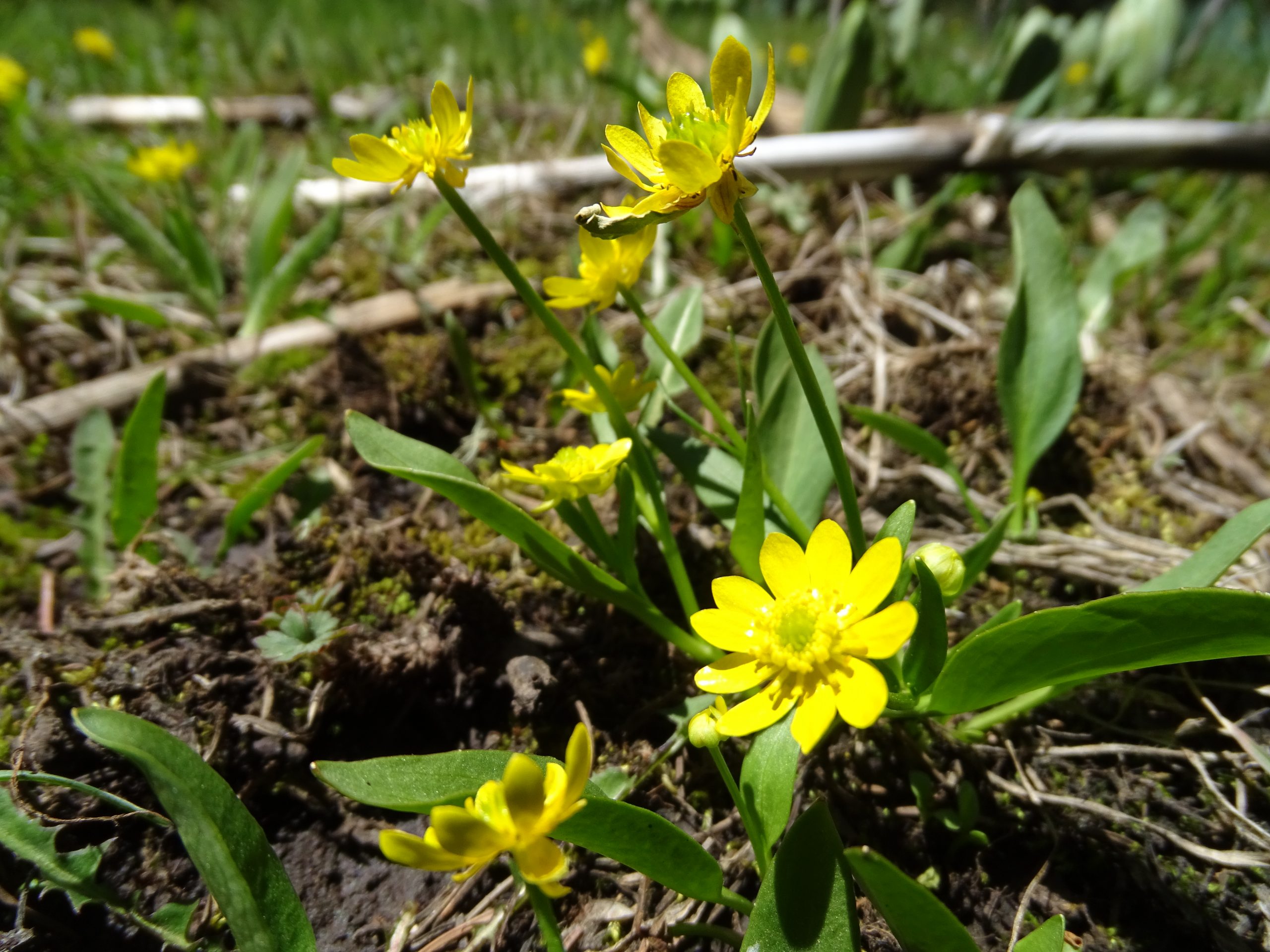 Ranunculus alismifolium