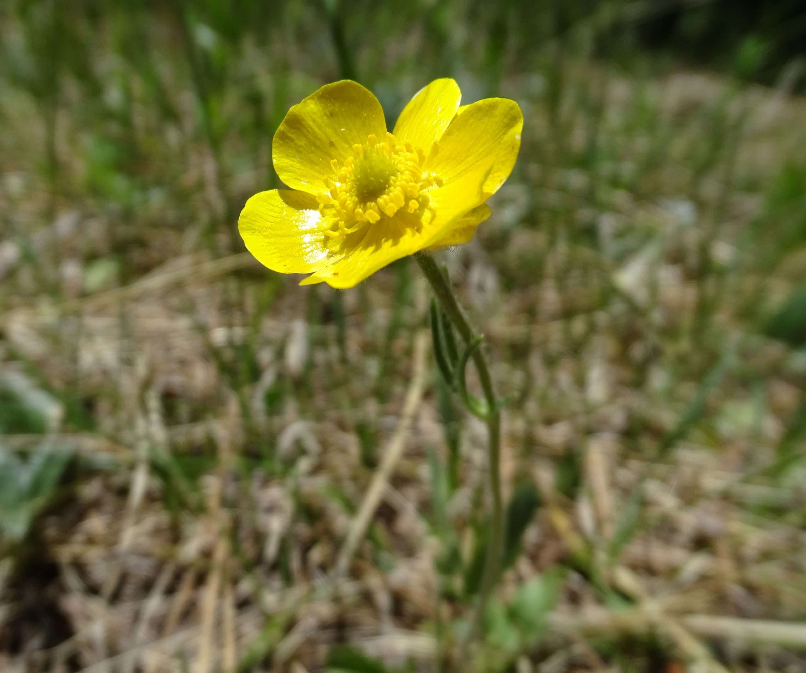 Ranunculus cardiophyllus