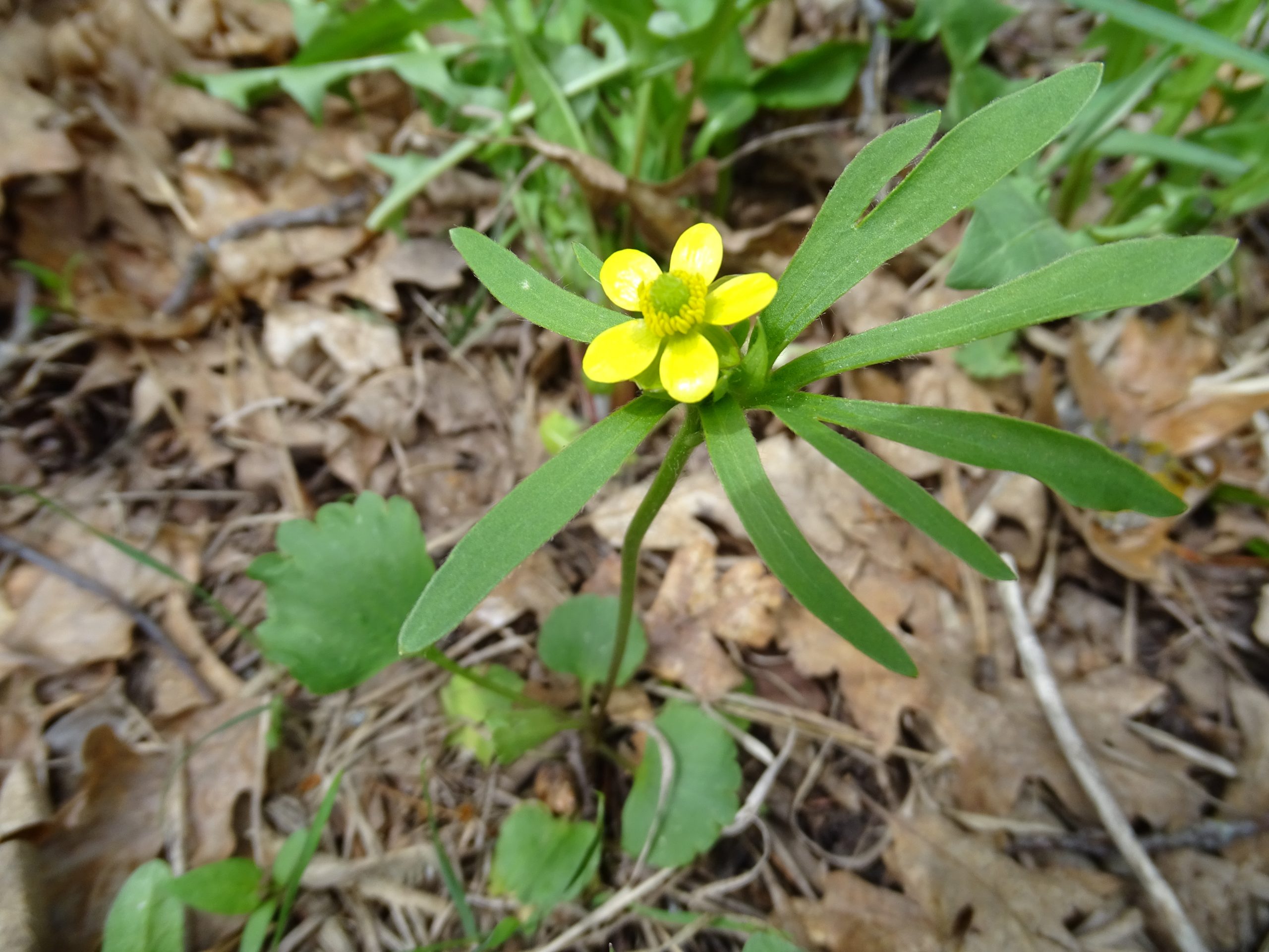 Ranunculus inamoenus