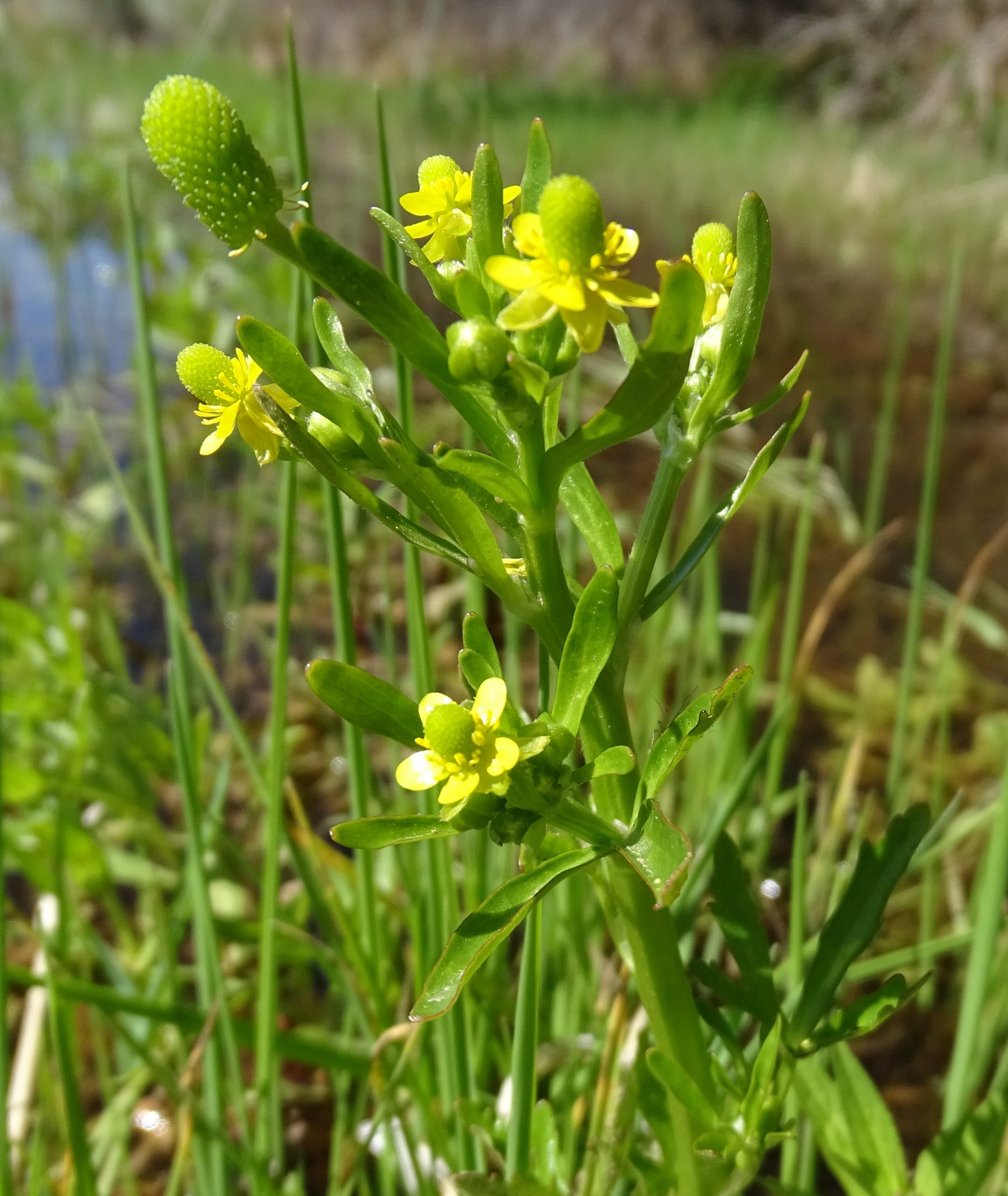 Ranunculus scleratus