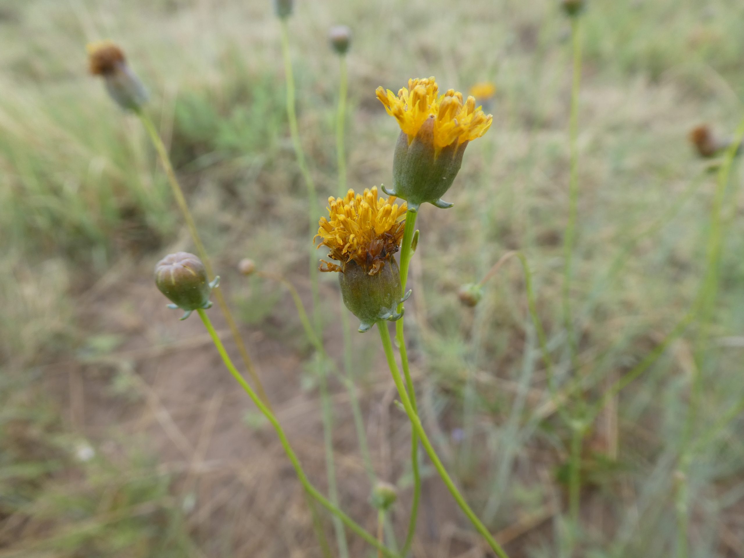 Thelesperma megapotamicum