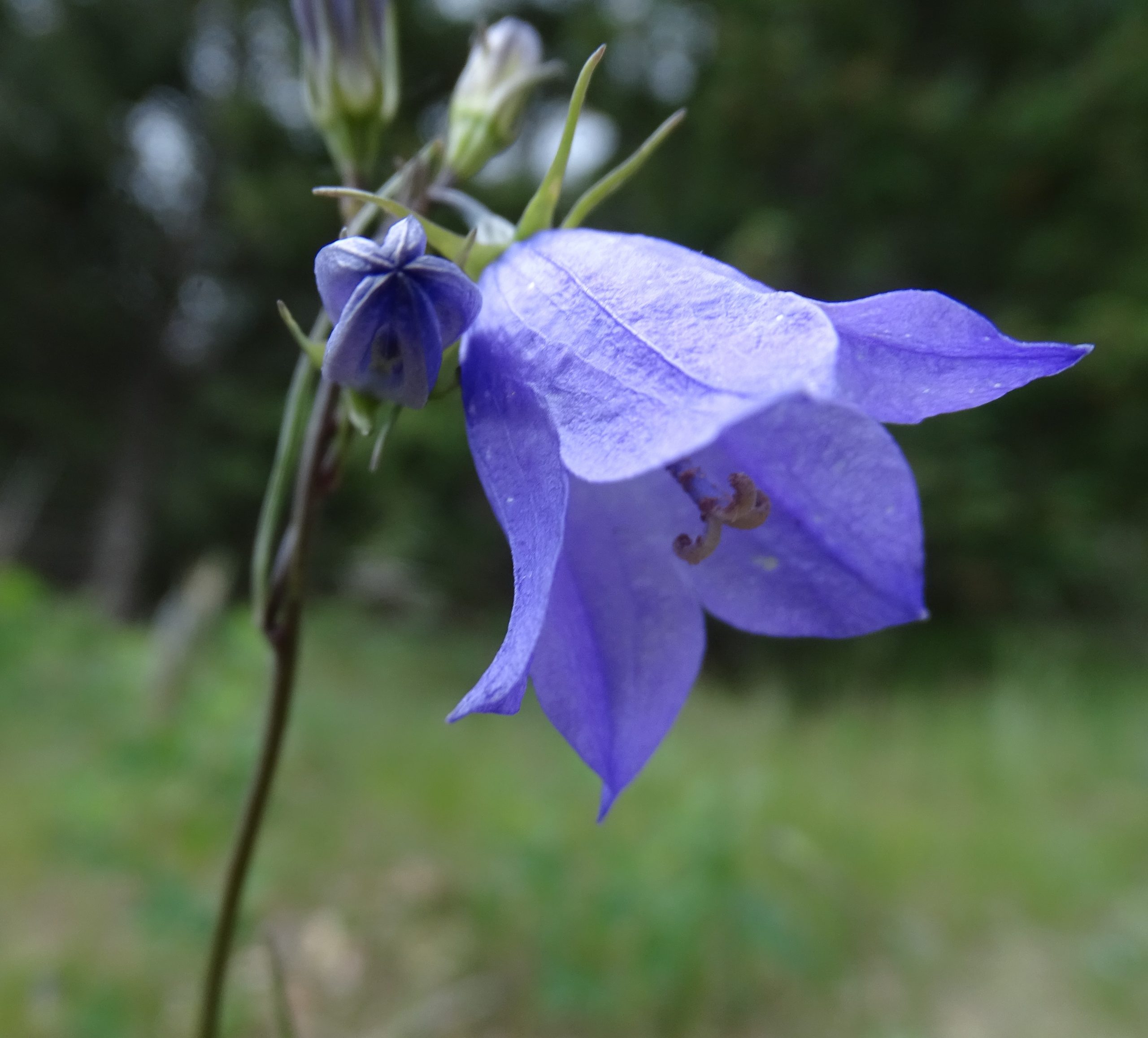 Campanula rotundifolia