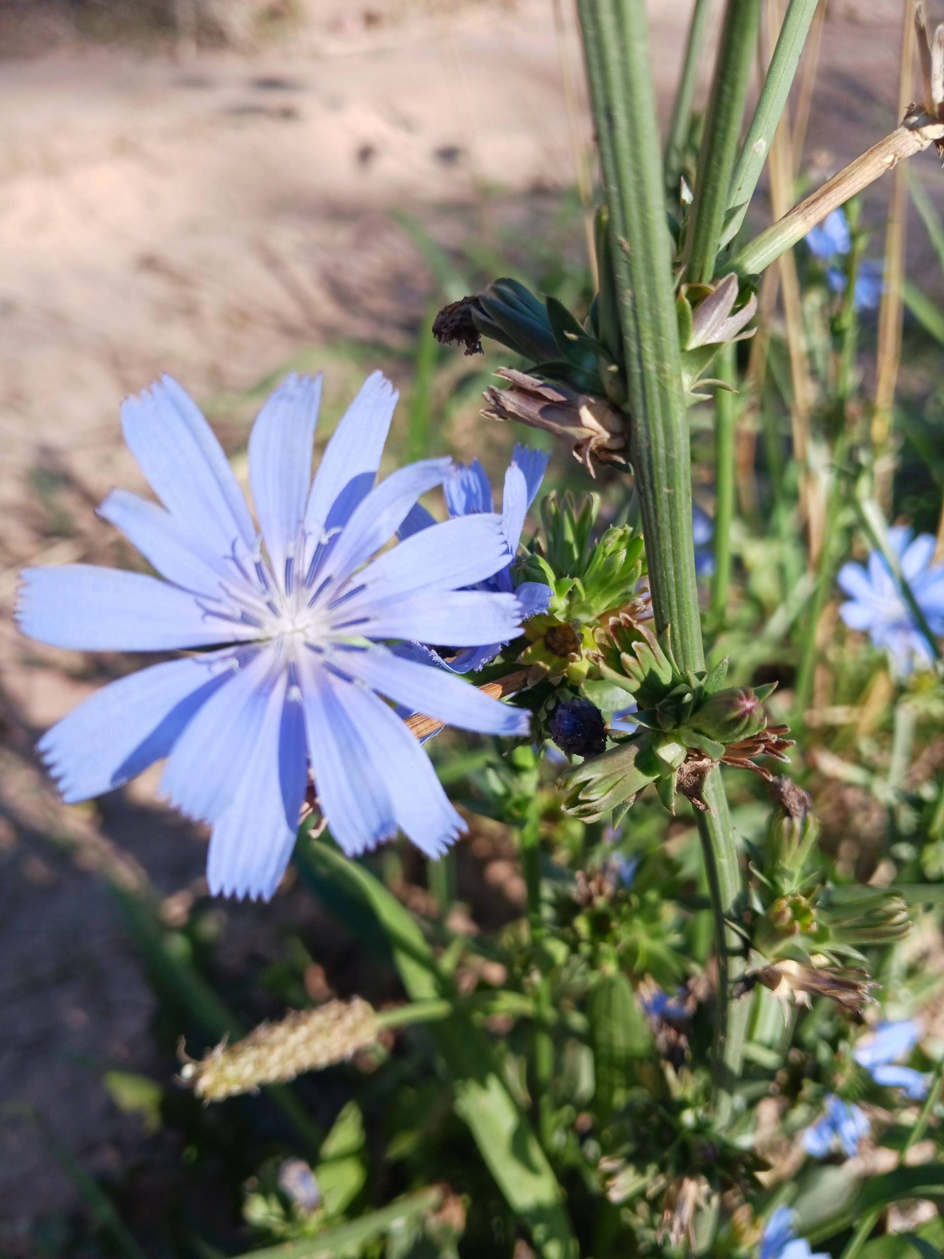 Chichorium intybus