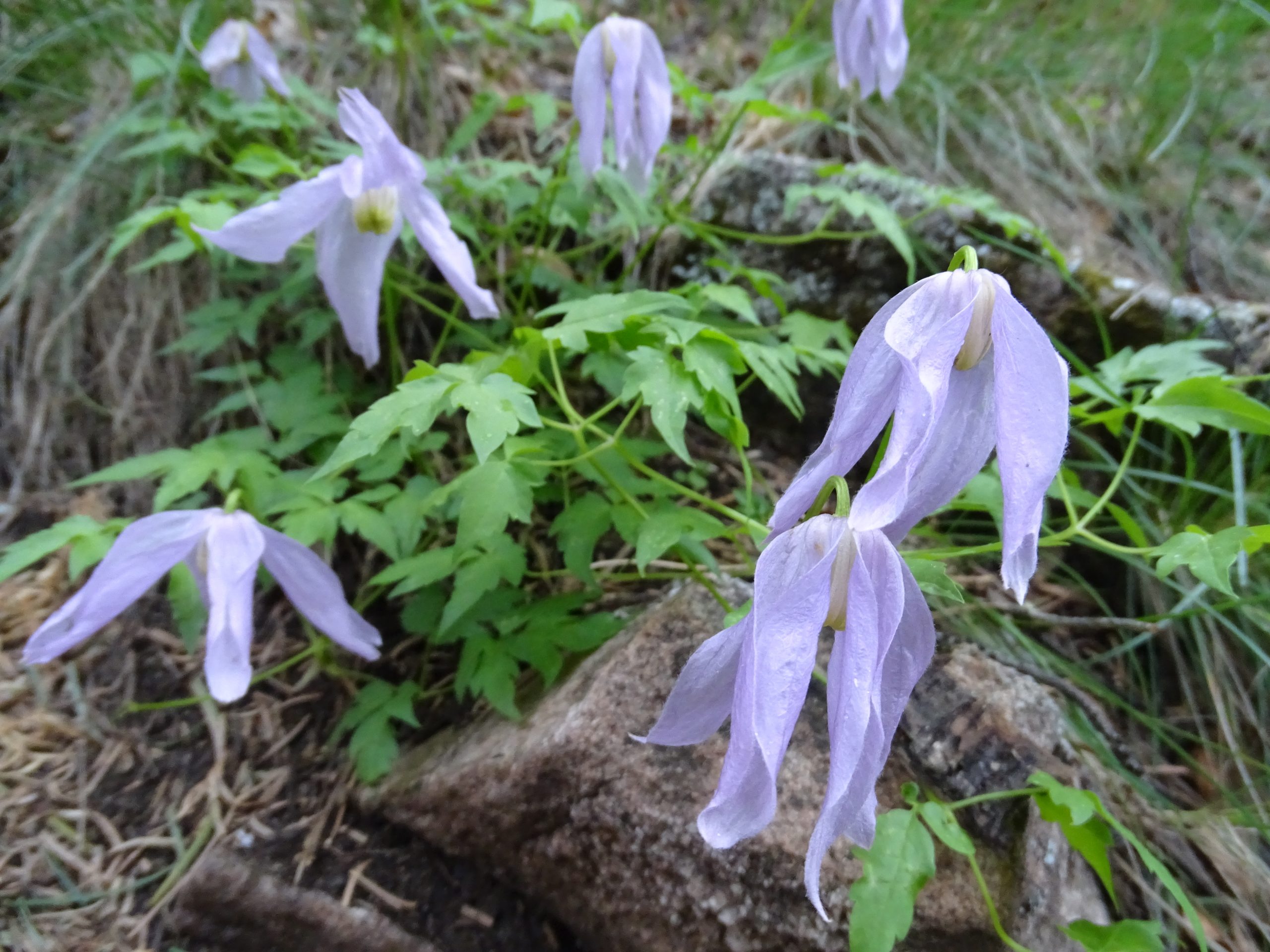 Clematis columbiana