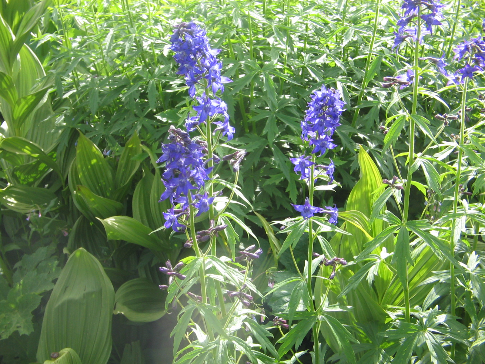 Delphinium barbeyi