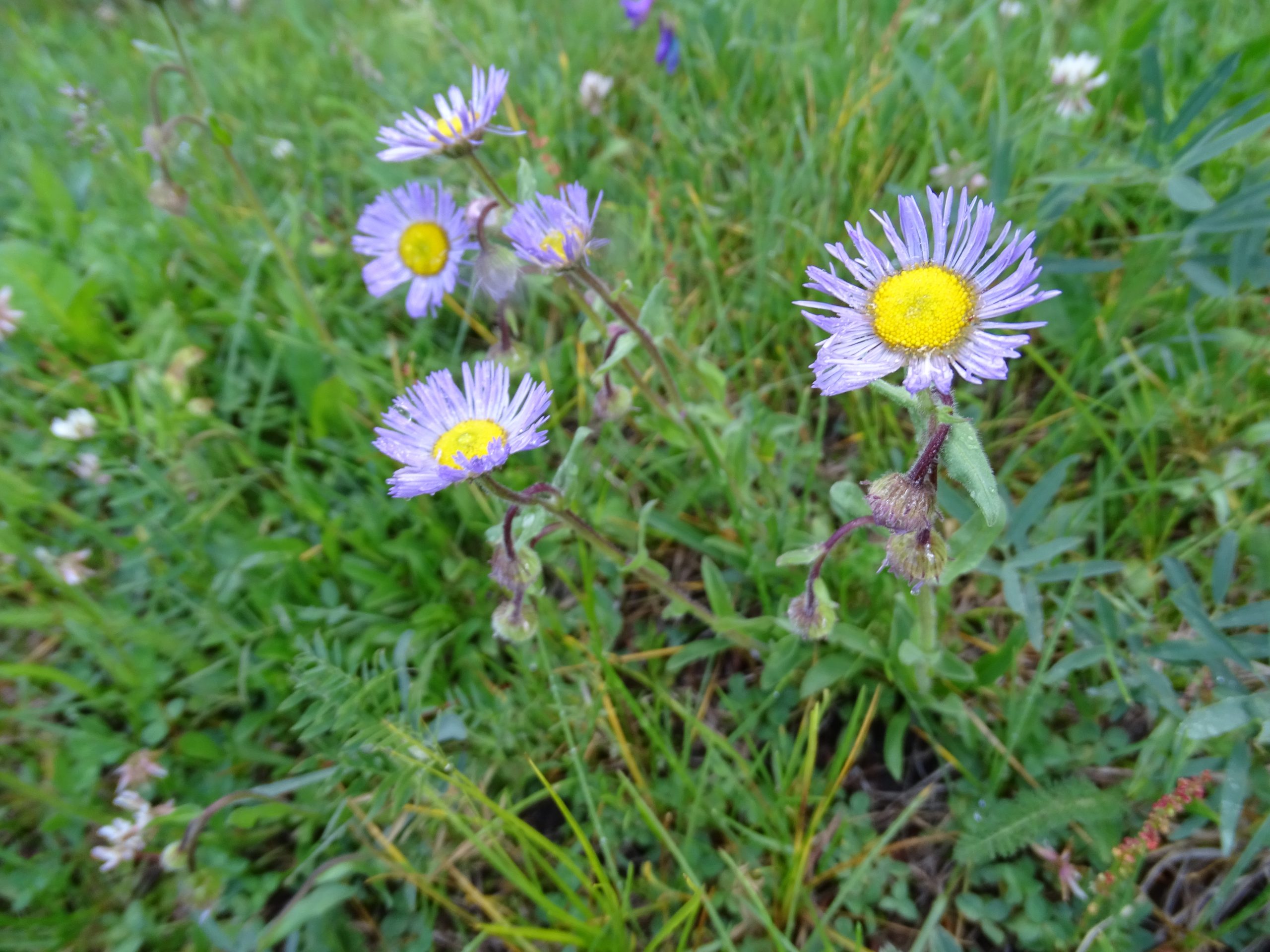 Erigeron speciosus