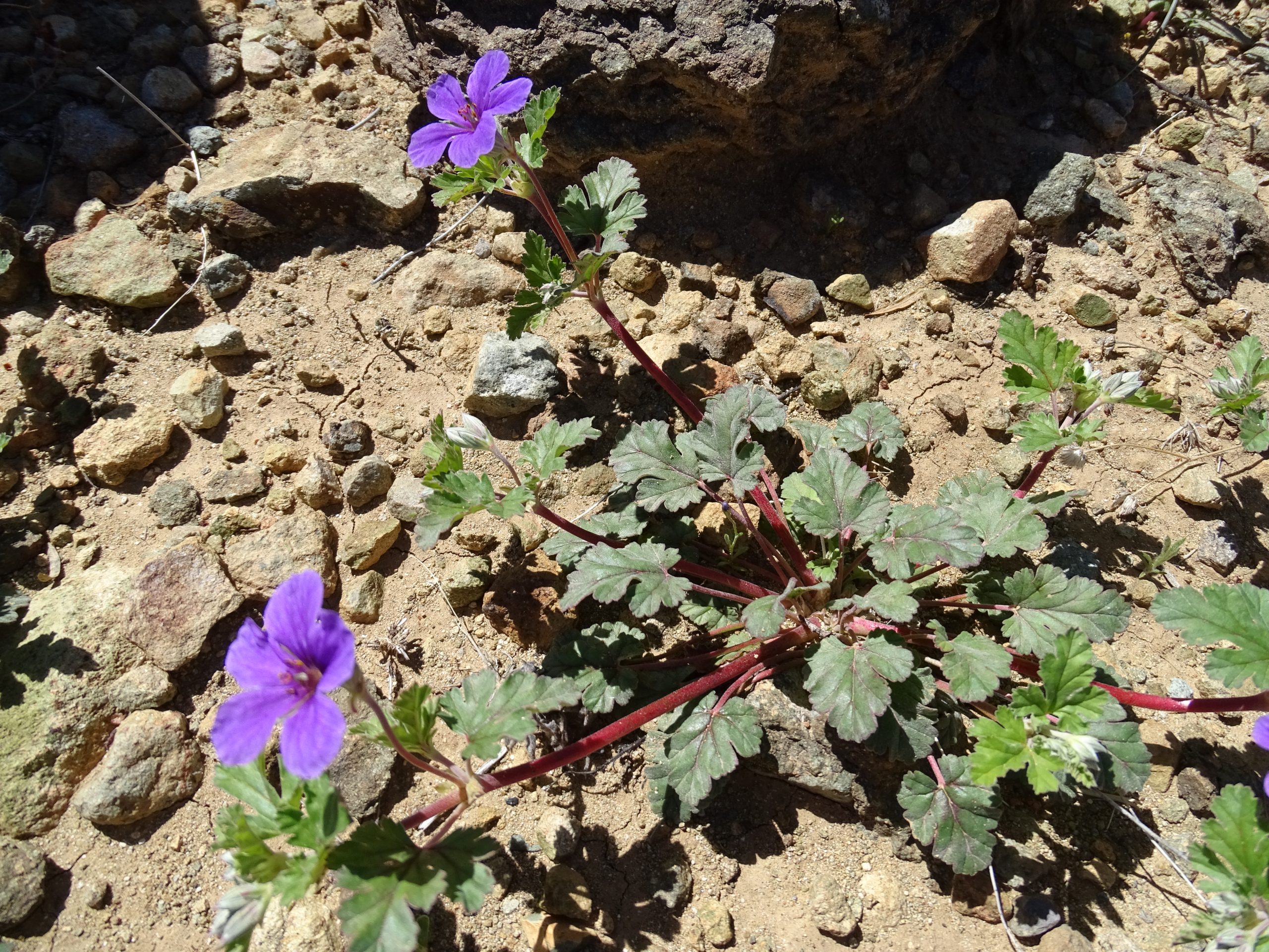 Erodium texanum