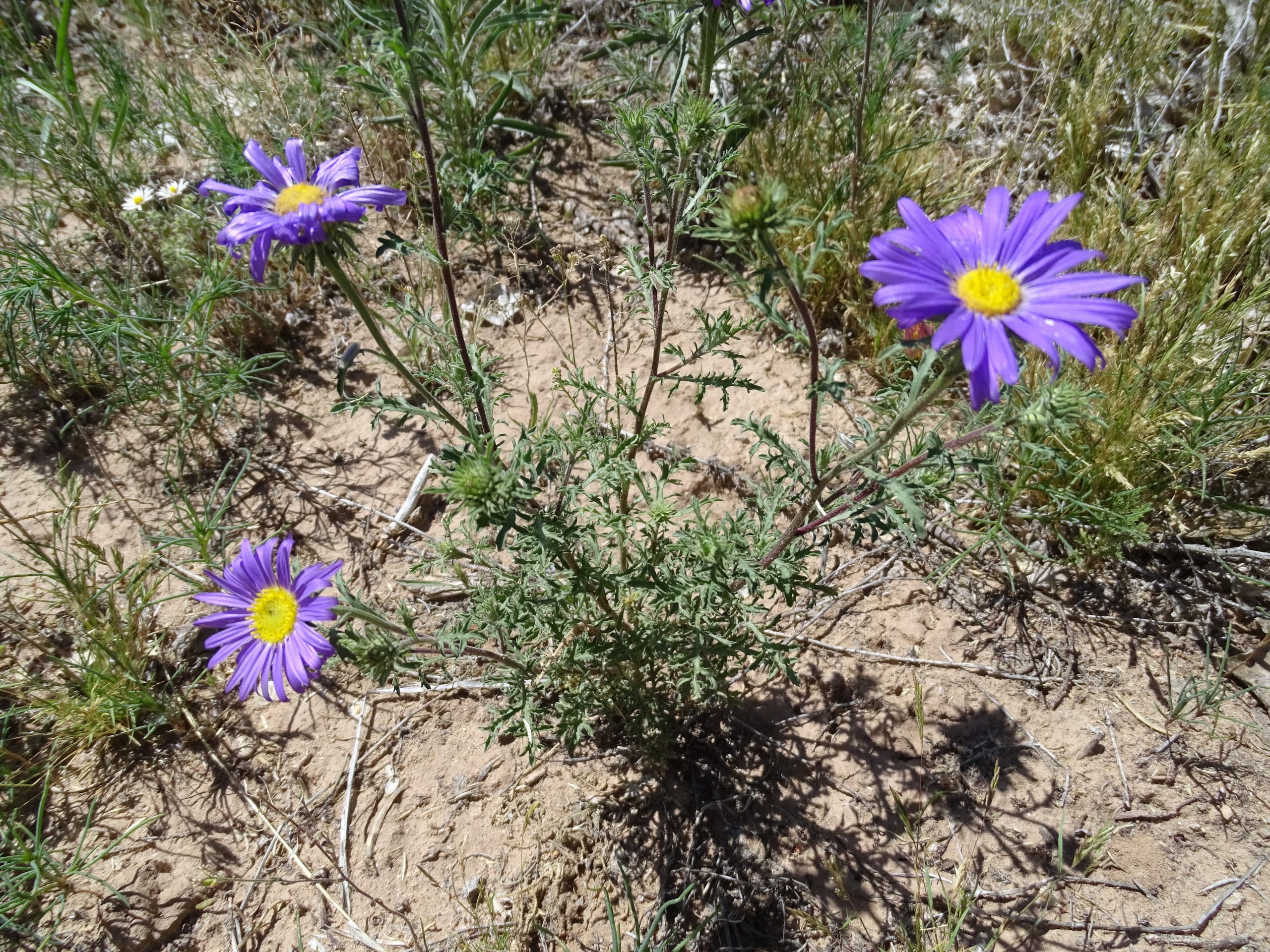 Machaeranthera tanacetifolia