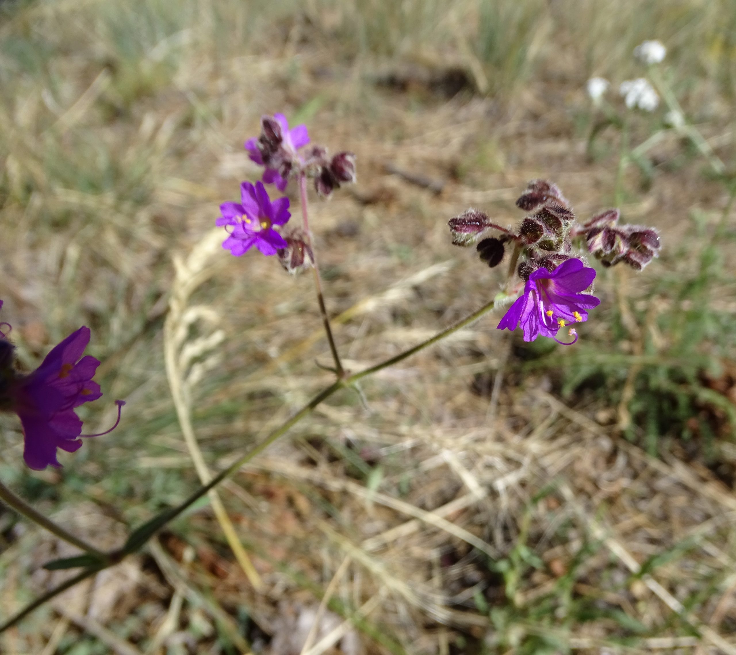 Mirabilis albida