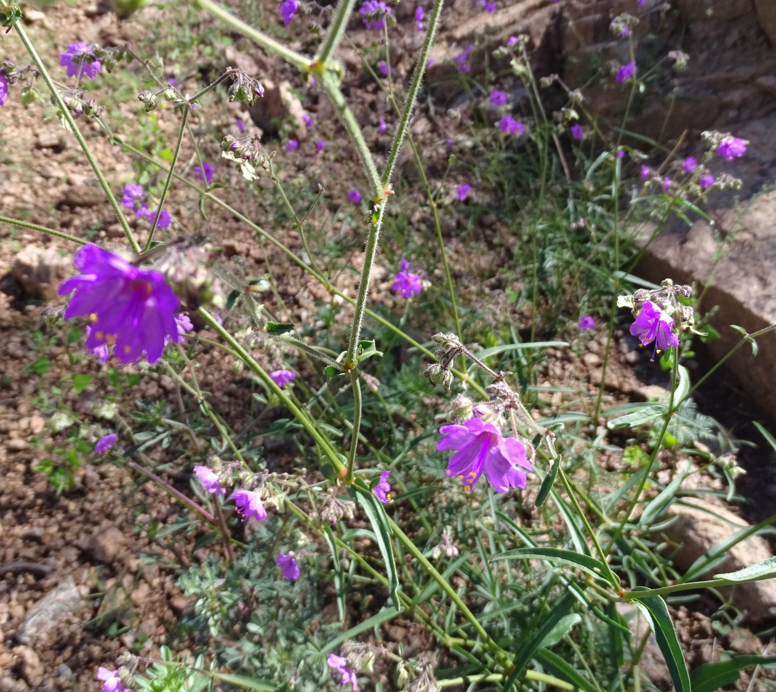 Mirabilis linearis