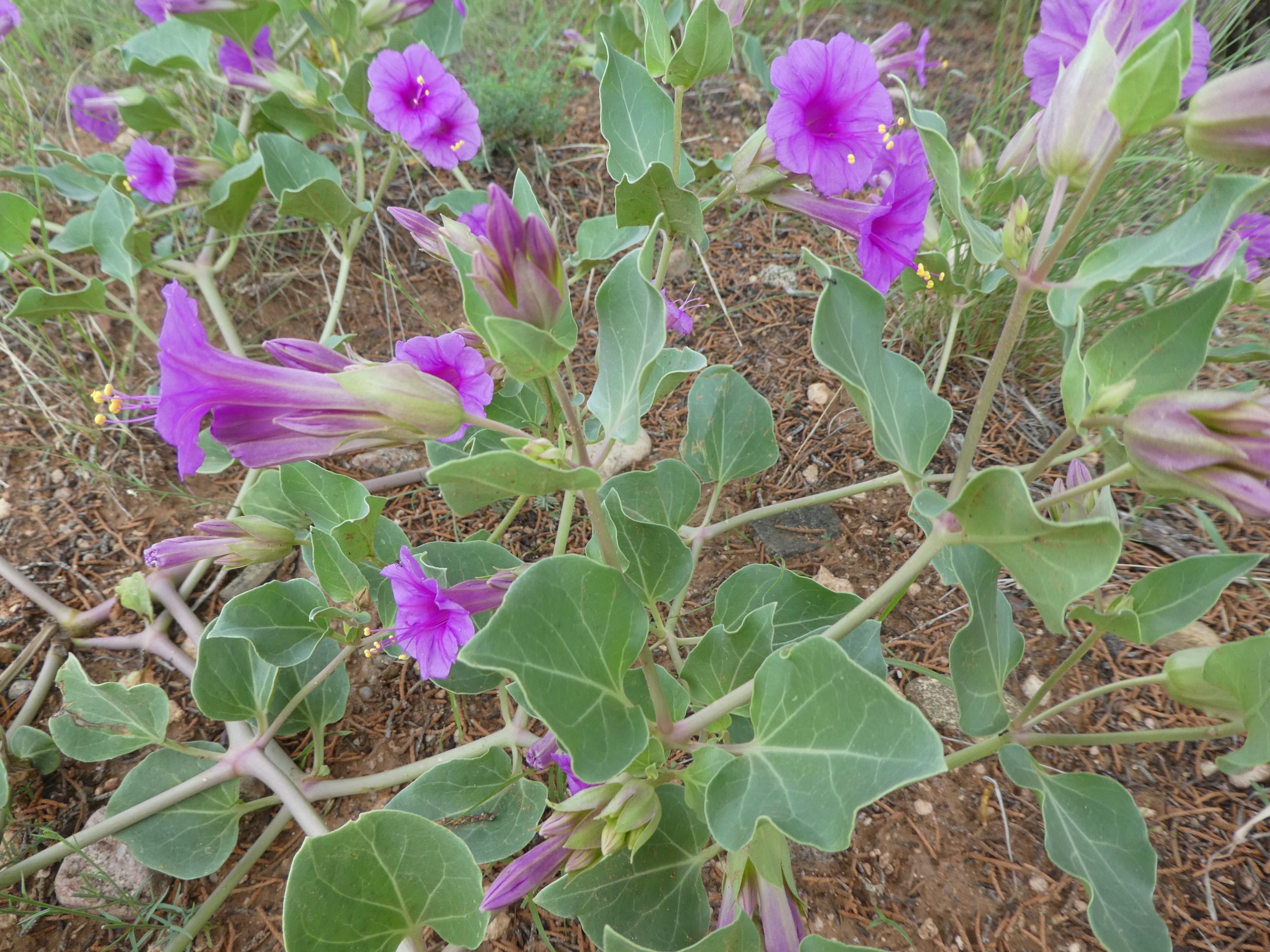 Mirabilis multiflora