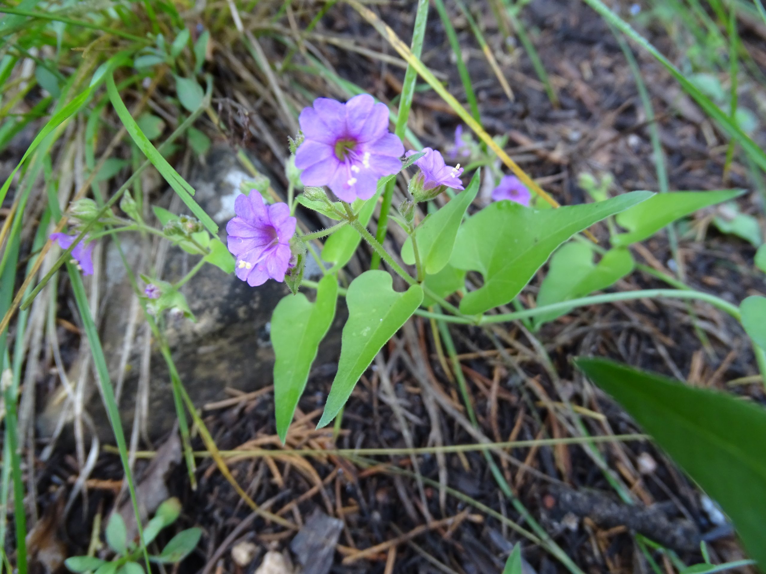 Mirabilis oxybaphoides