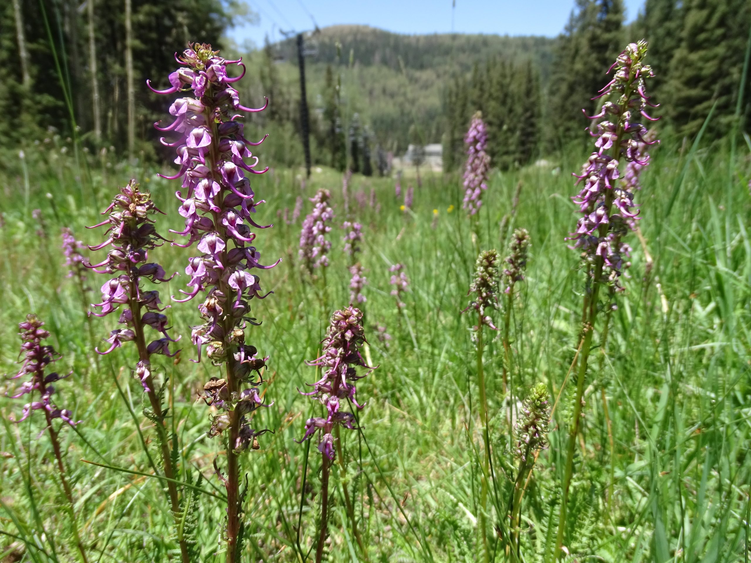 Pedicularis groenlandica