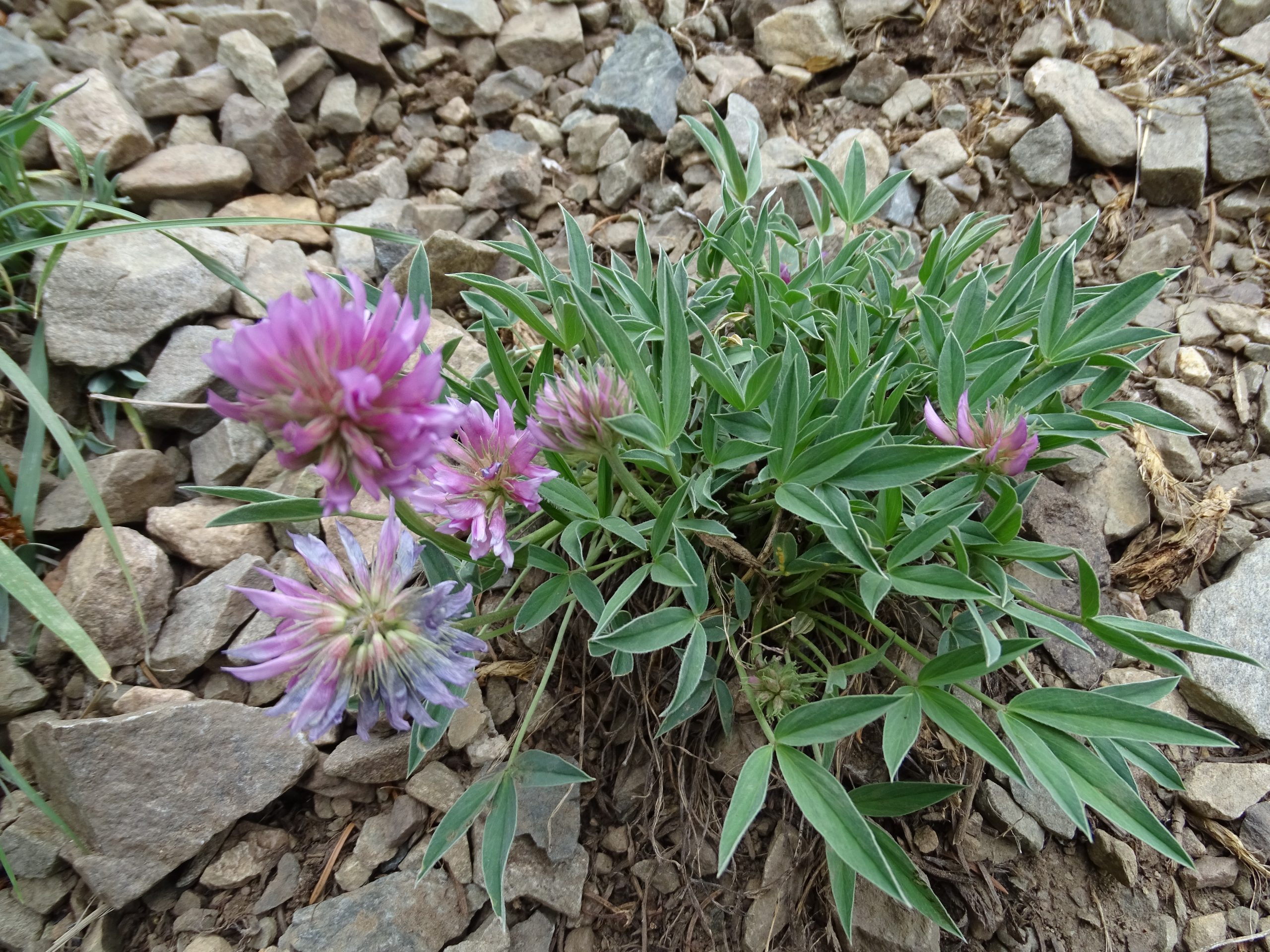 Trifolium attenuatum