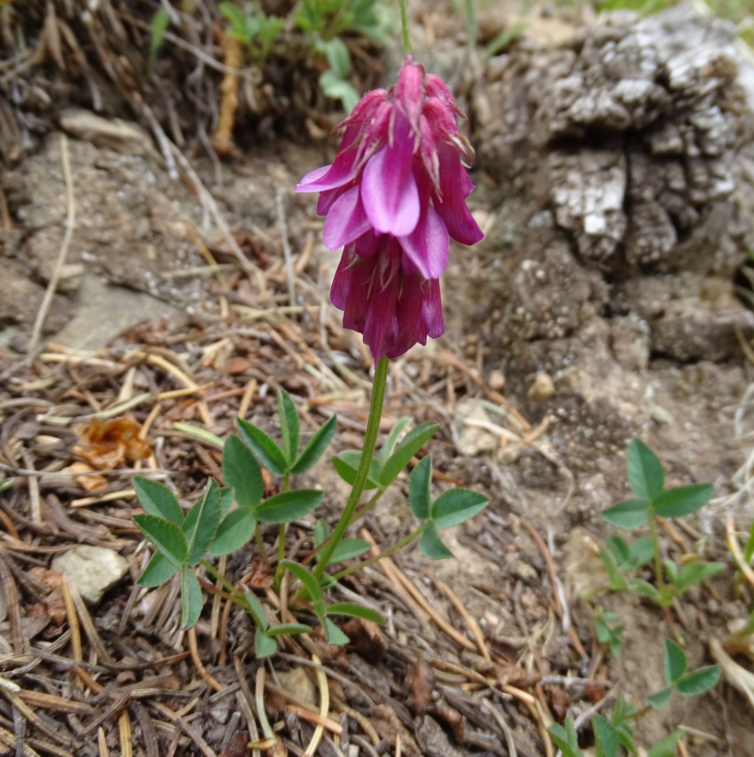 Trifolium brandigeeii