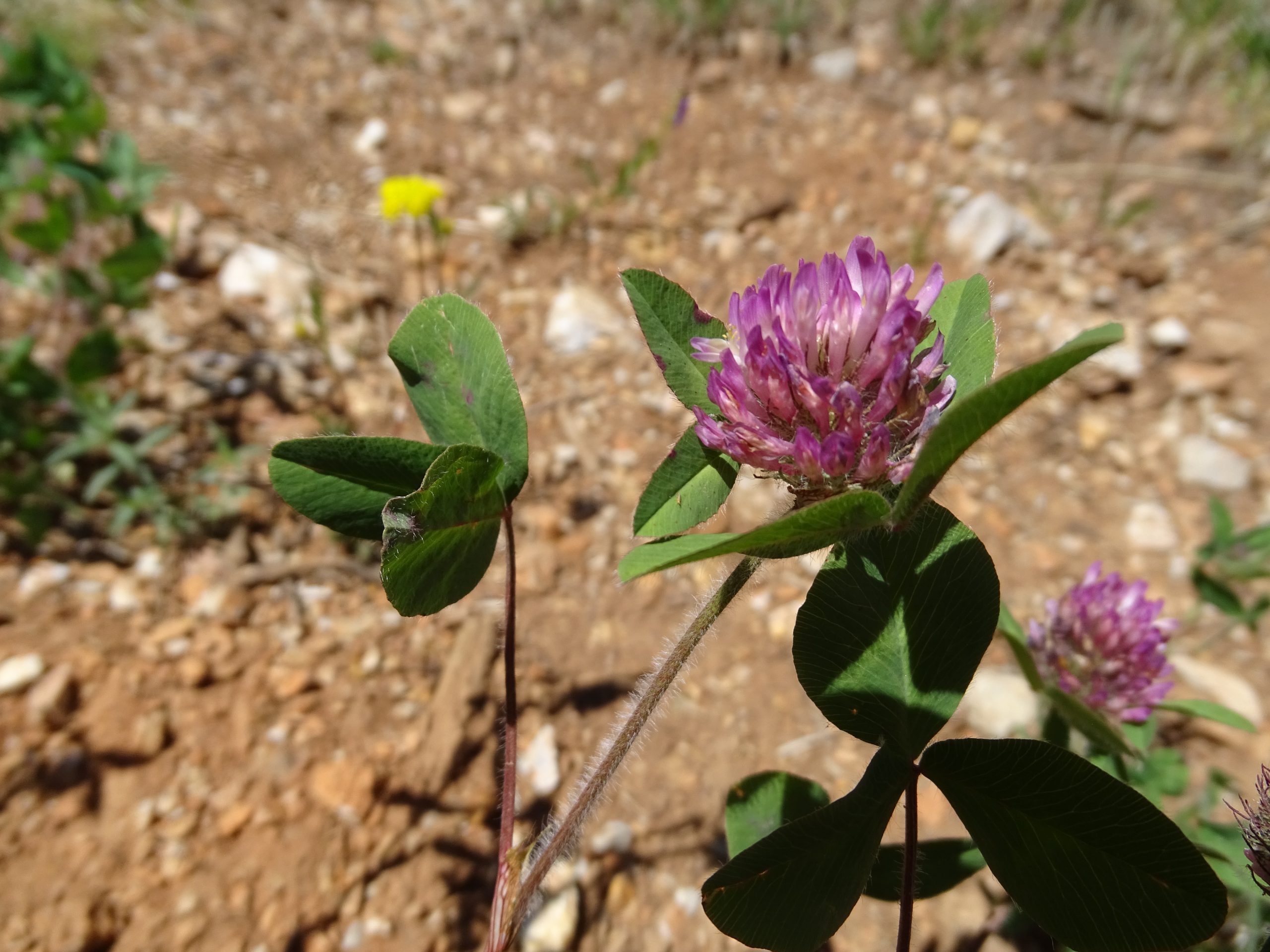 Trifolium pratense