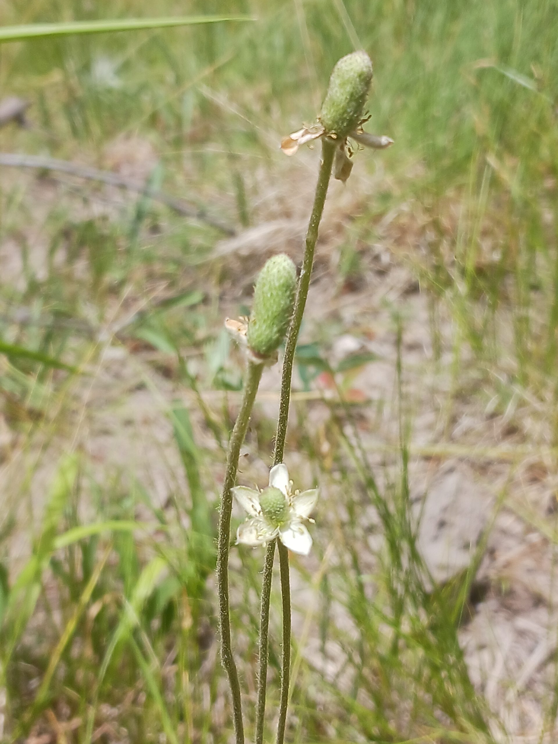 Anemone cylindrica