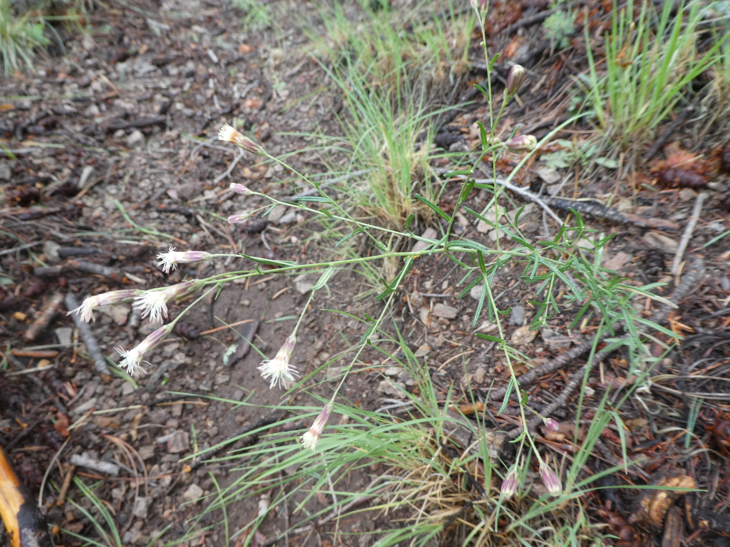 Brickellia eupatorioides