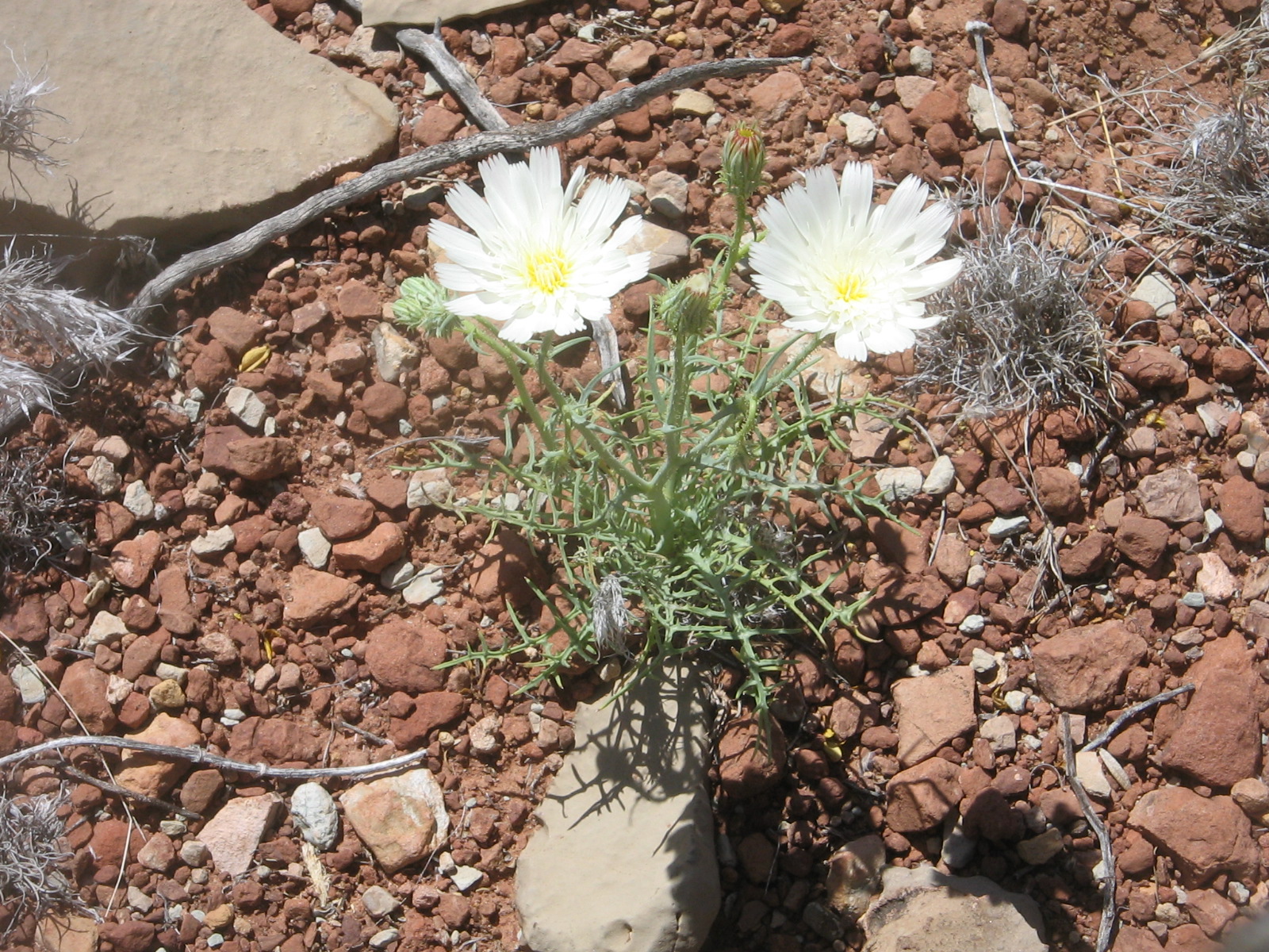 Calycoseris wrightii