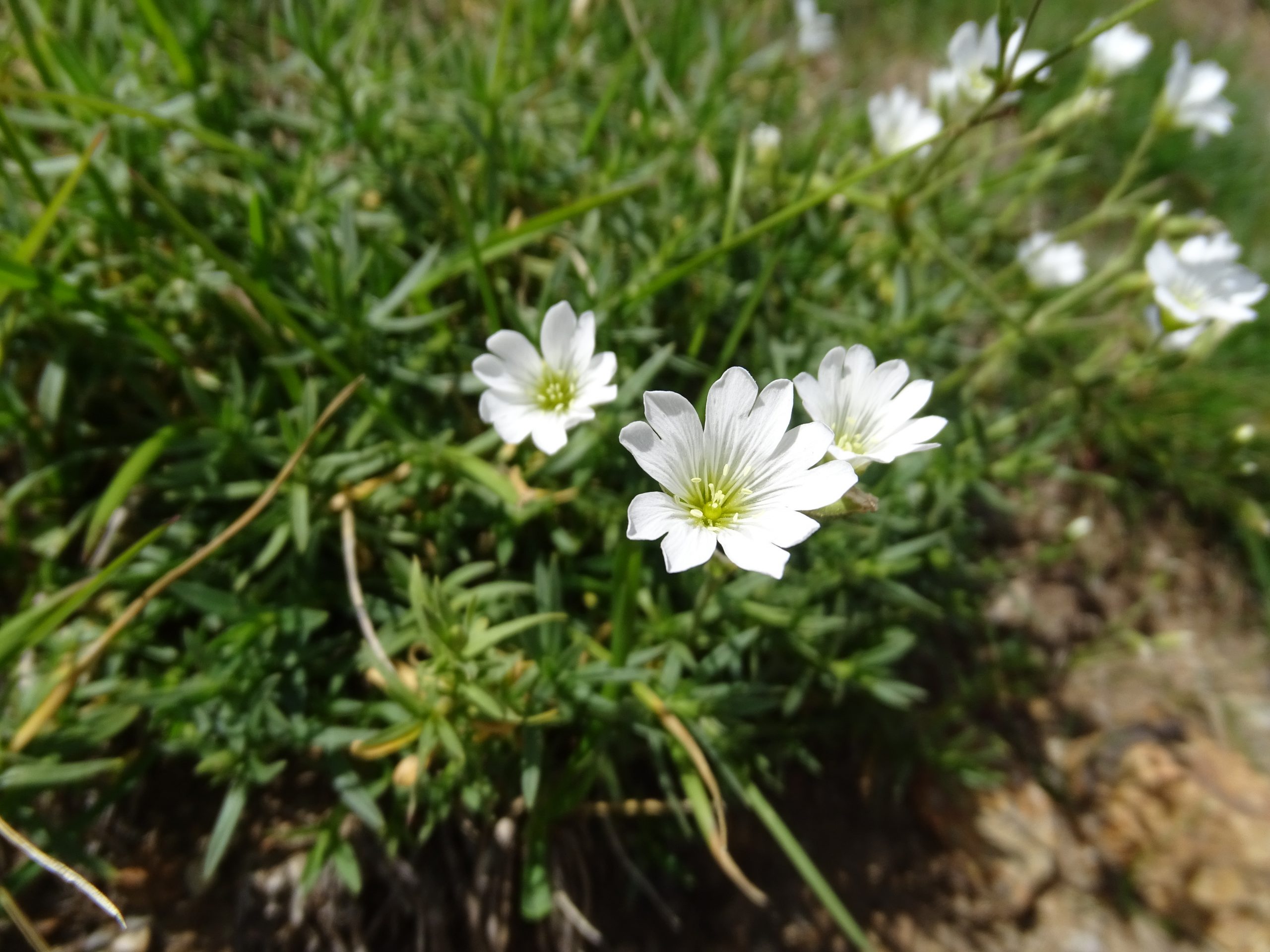 Cerastium arvense