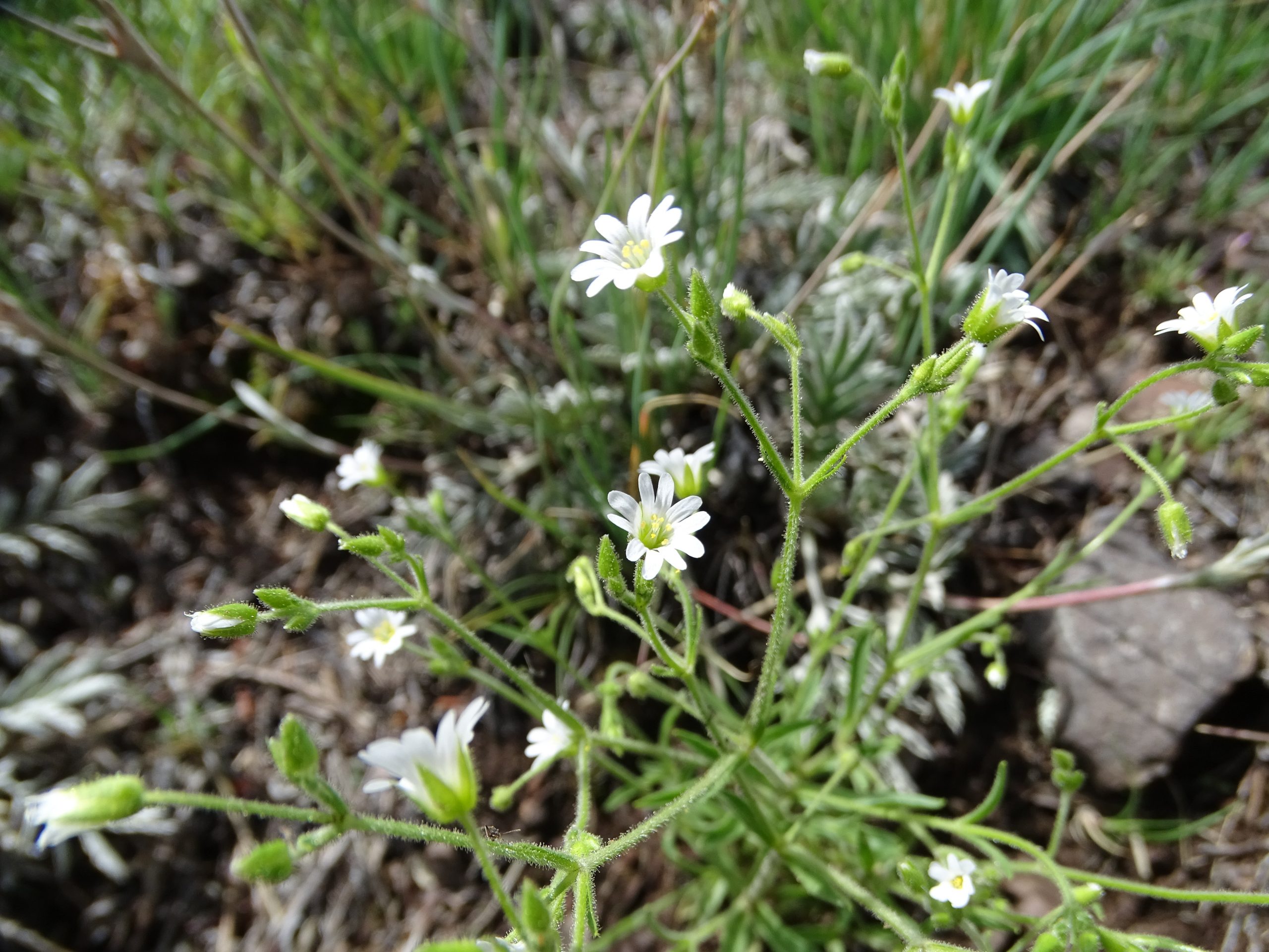 Cerastium fastigiatum