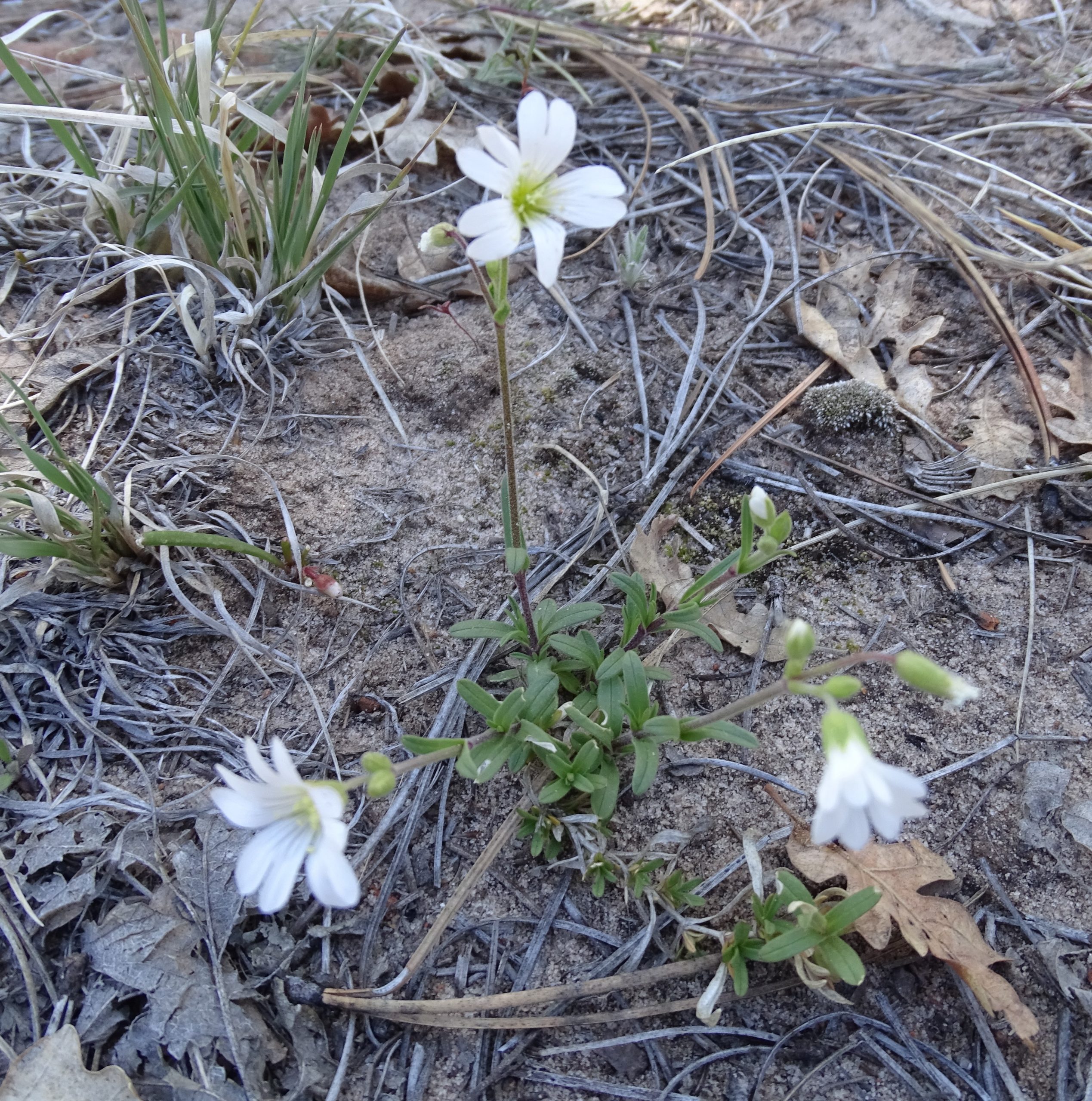 Cerastium fontanum