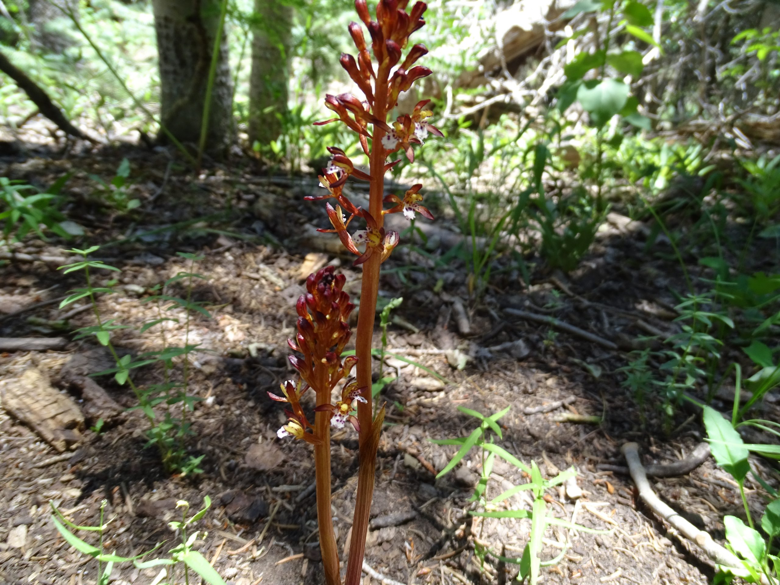 Corallorhiza maculata