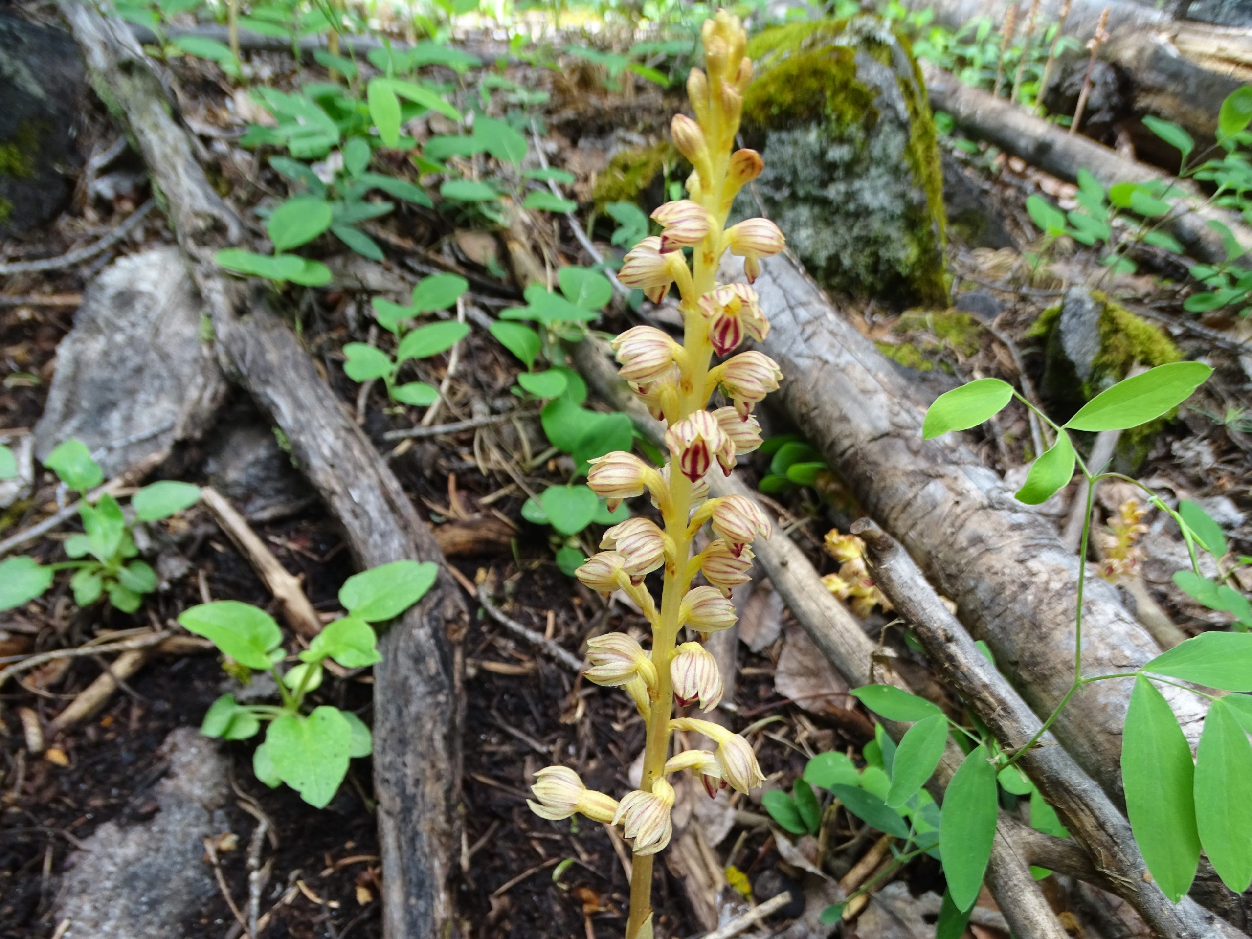 Corallorhiza striata