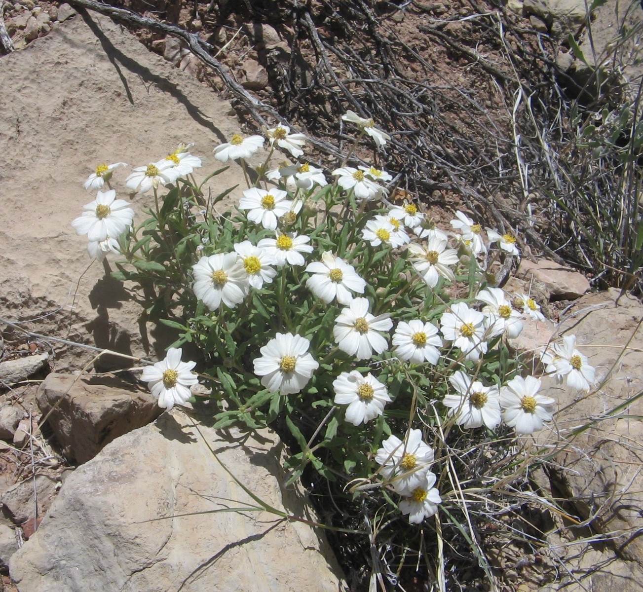 Melampodium leucanthum