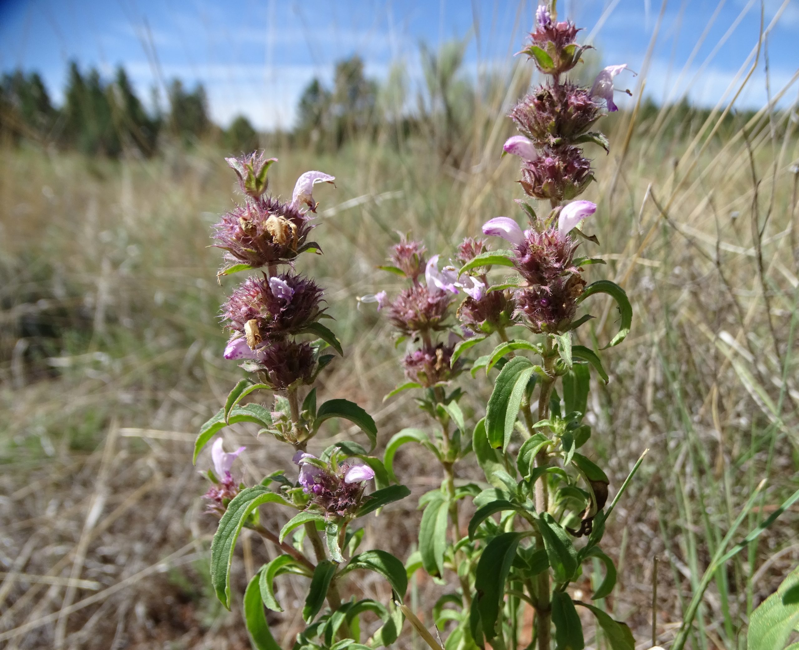 Monarda humilis