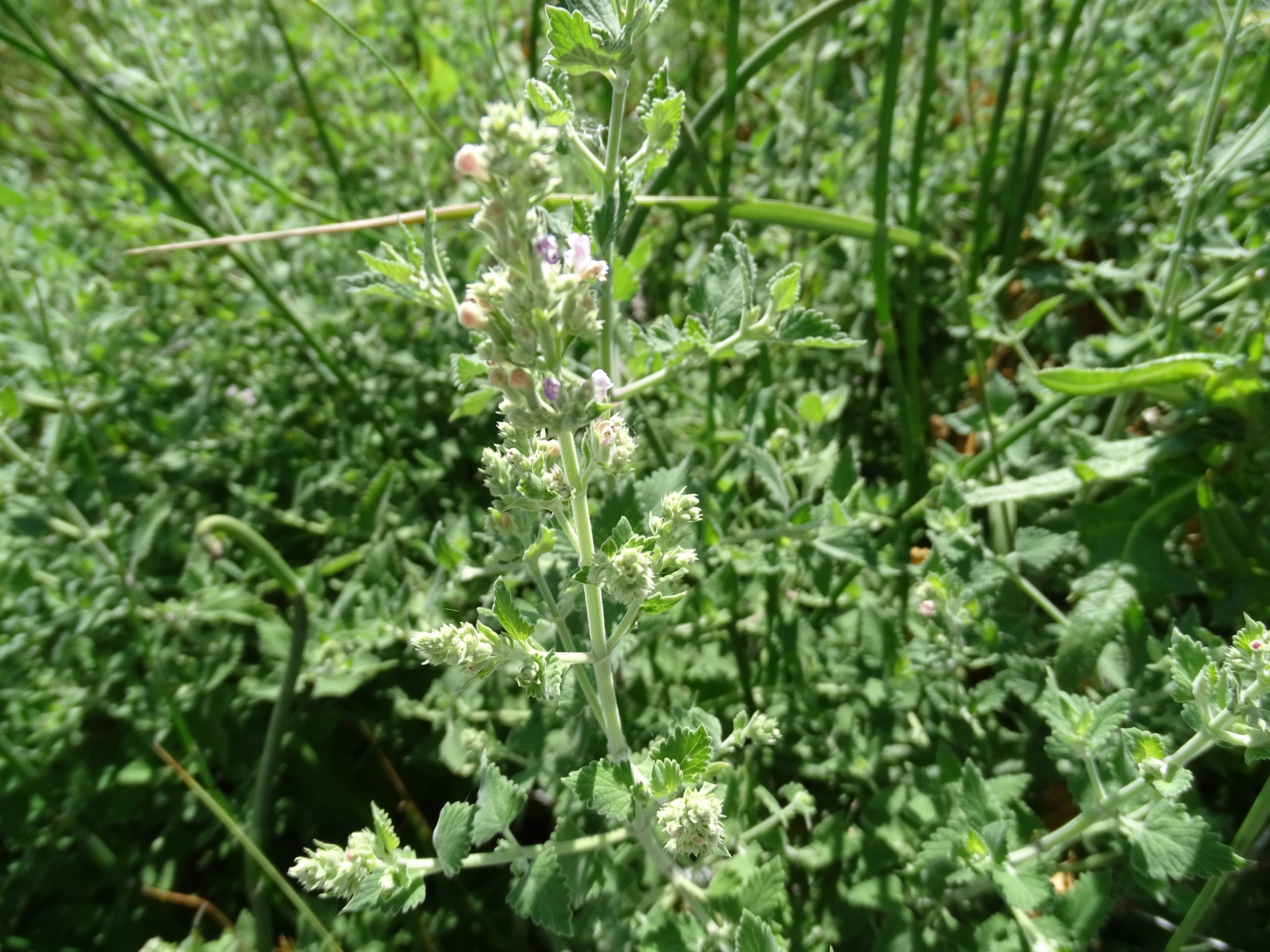 Nepeta cataria