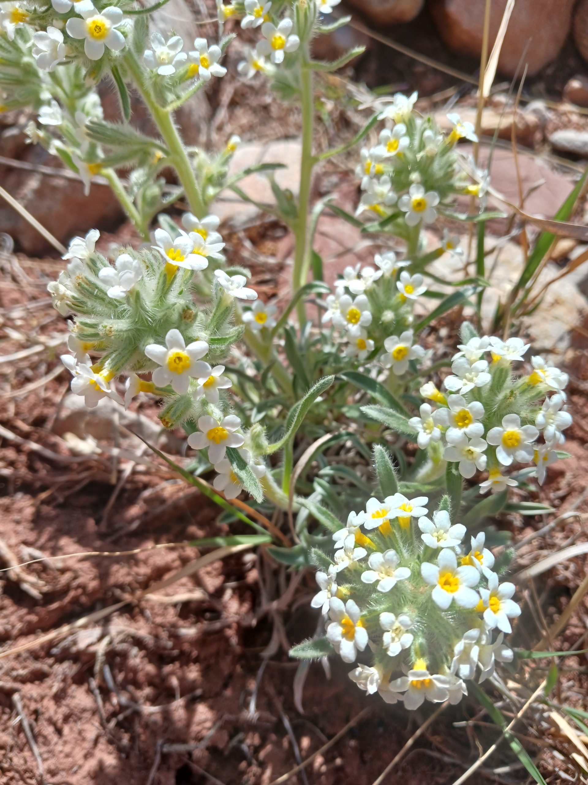 Oreocarya fulvocarescens