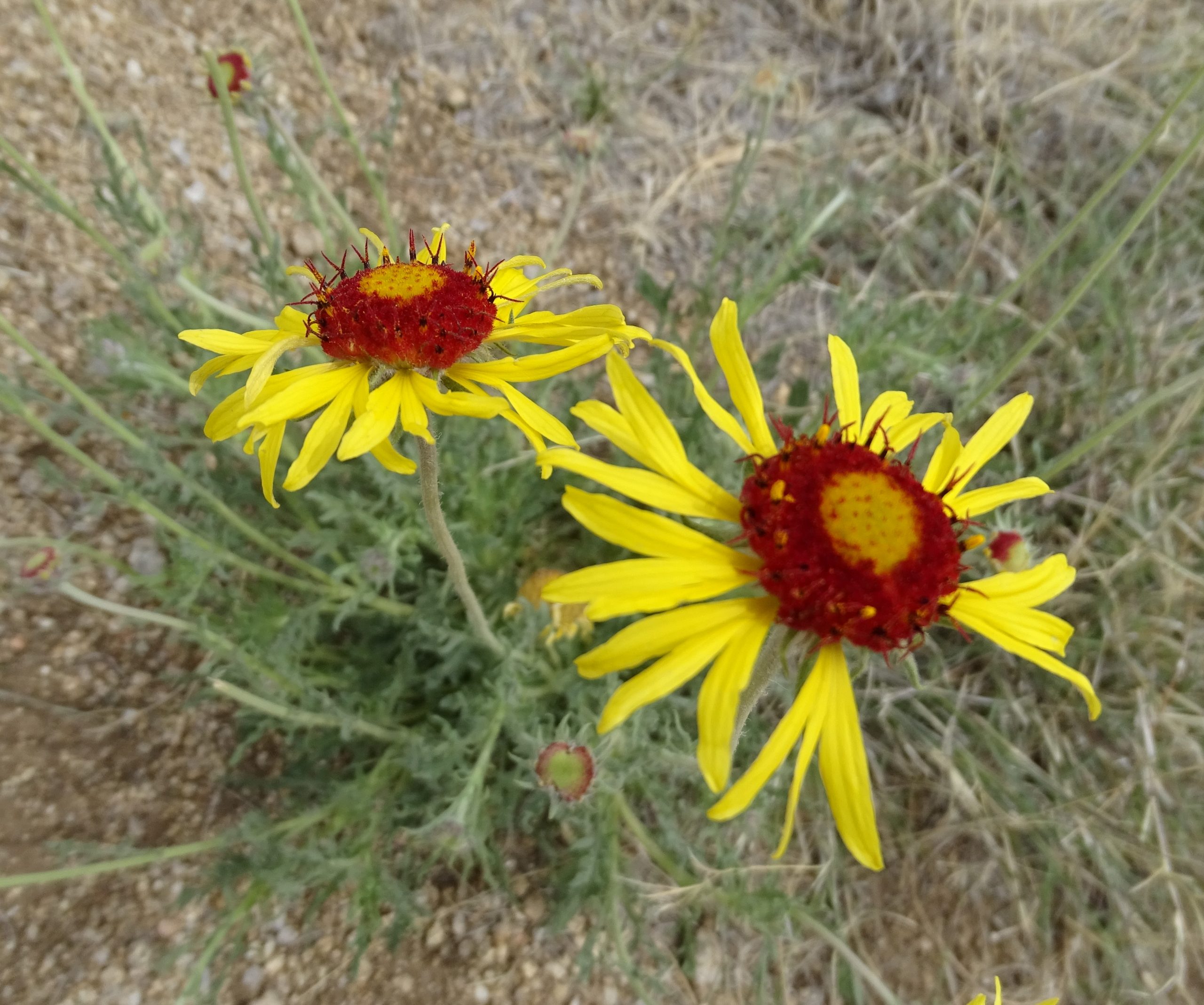 Gaillardia pinnatifida