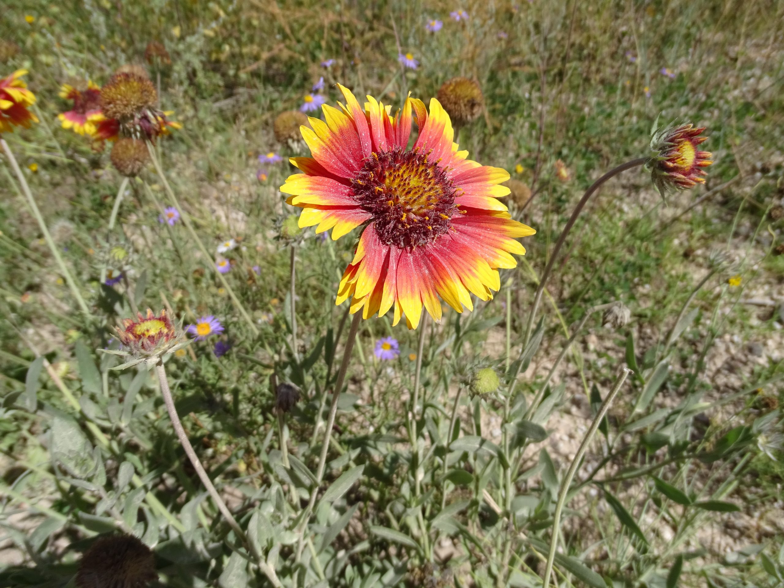 Gaillardia pulchella